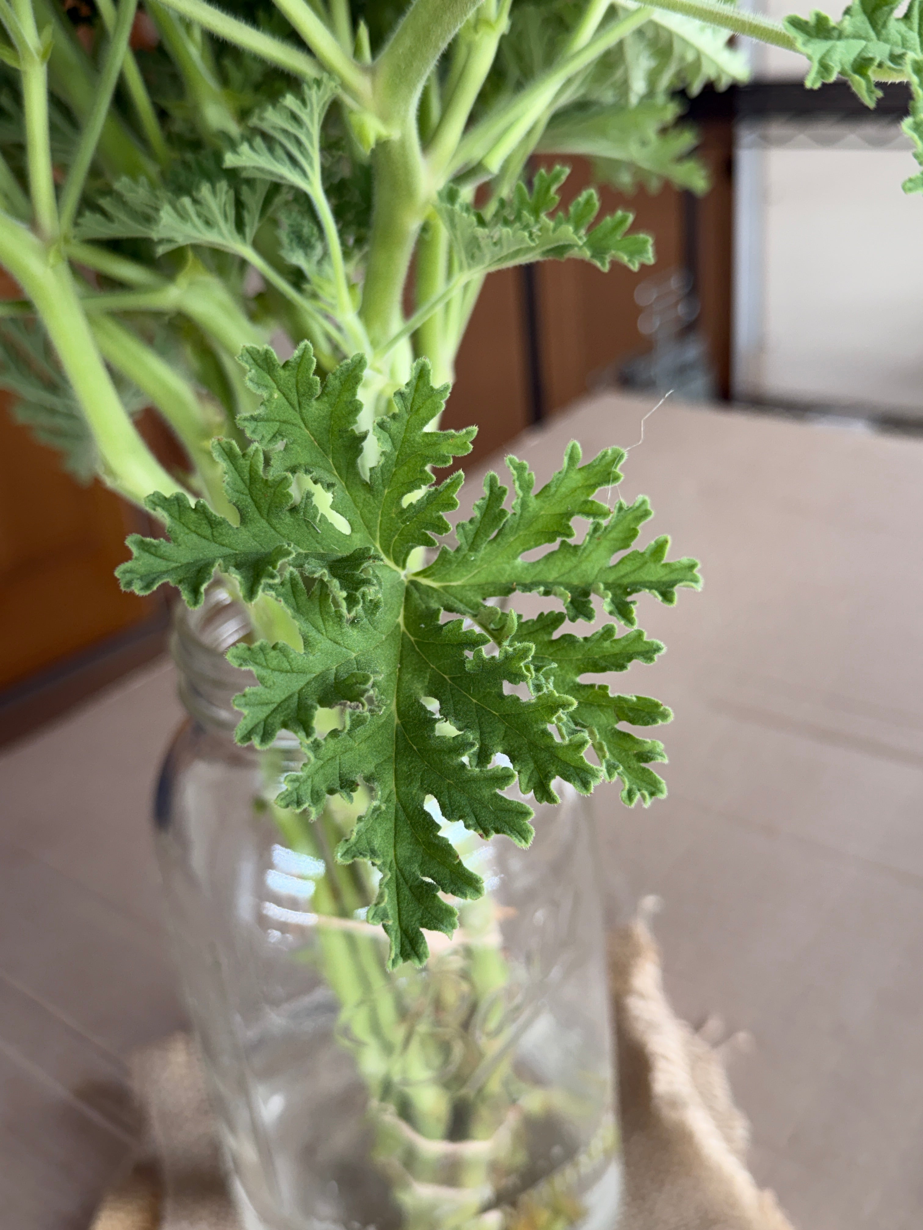 Scented Geranium - True Rose