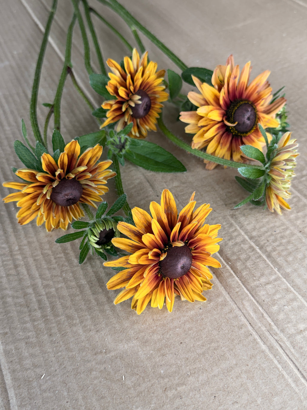 Rudbeckia - Sahara