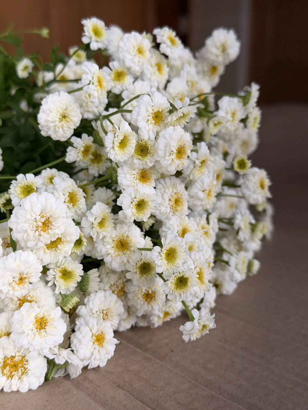 Feverfew - Tetra White