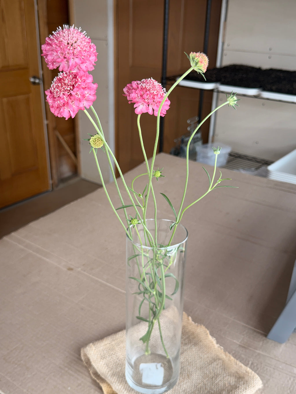 Scabiosa - Salmon Rose