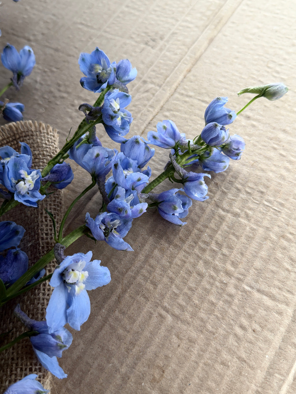 Delphinium - Light Blue