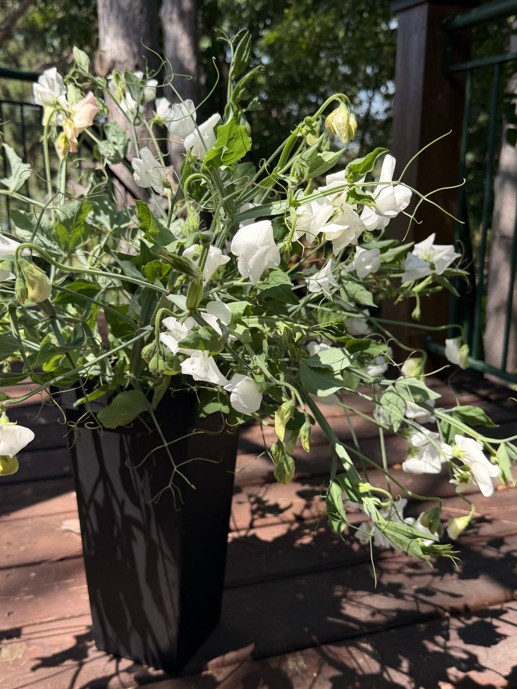Sweet Peas - White