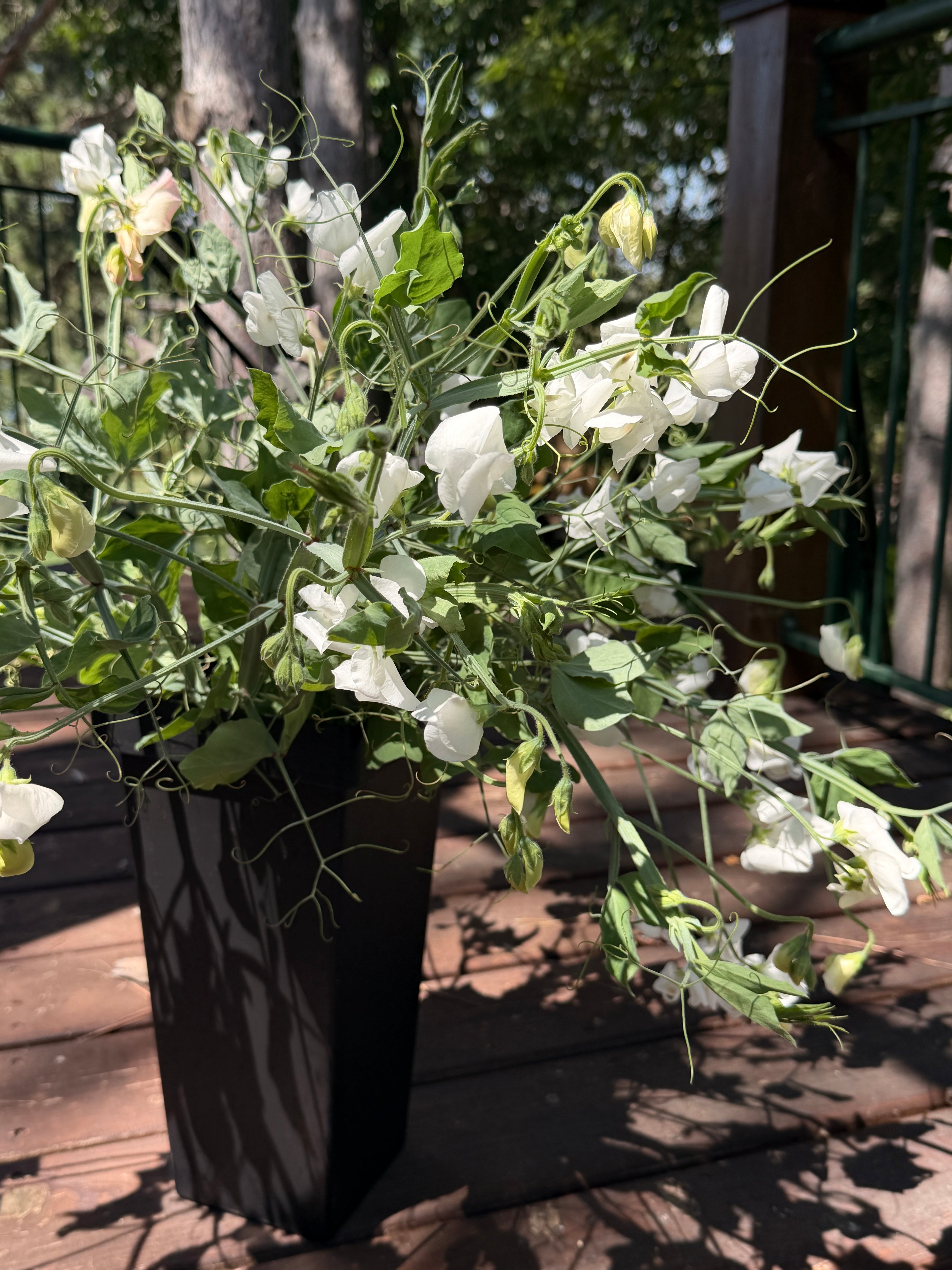 Sweet Peas - White