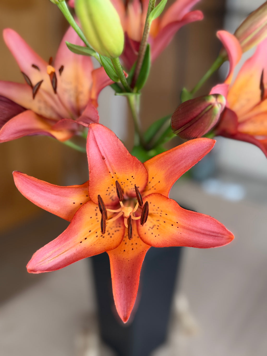 Lily - Royal Sunset