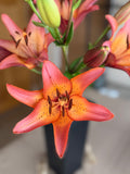 Lily - Royal Sunset
