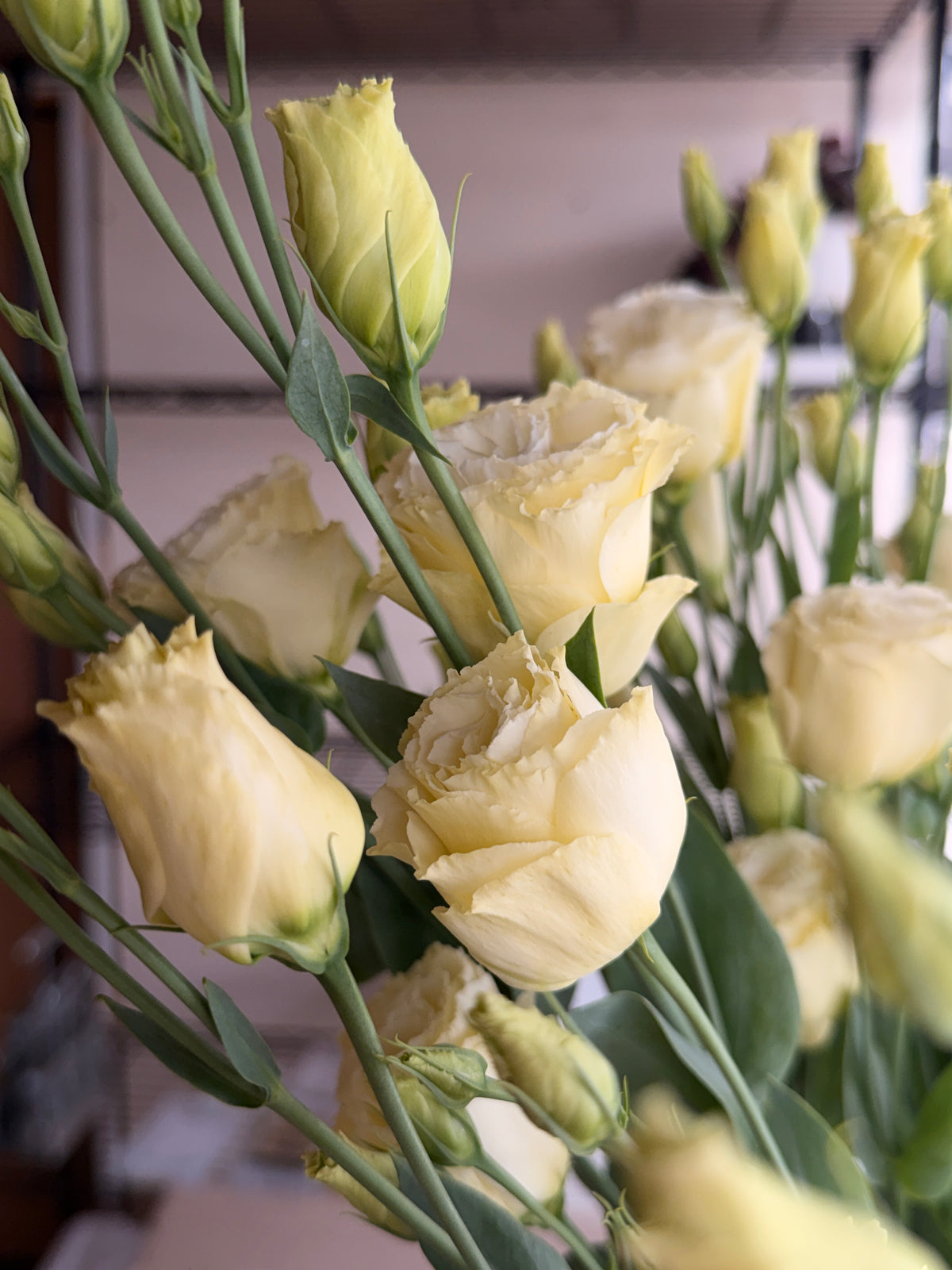 Lisianthus - Primrose
