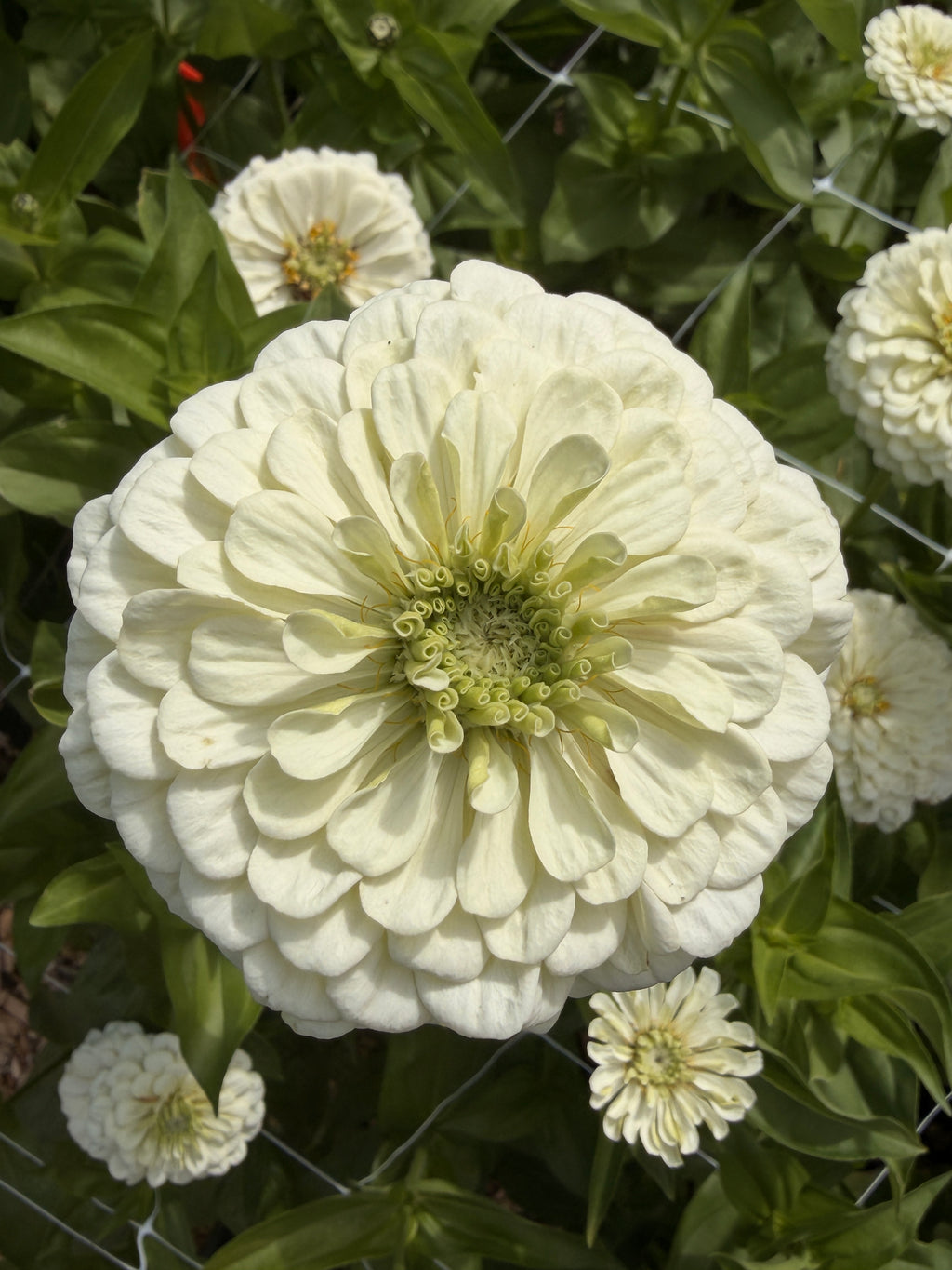 Zinnia - Giant White