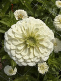 Zinnia - Giant White