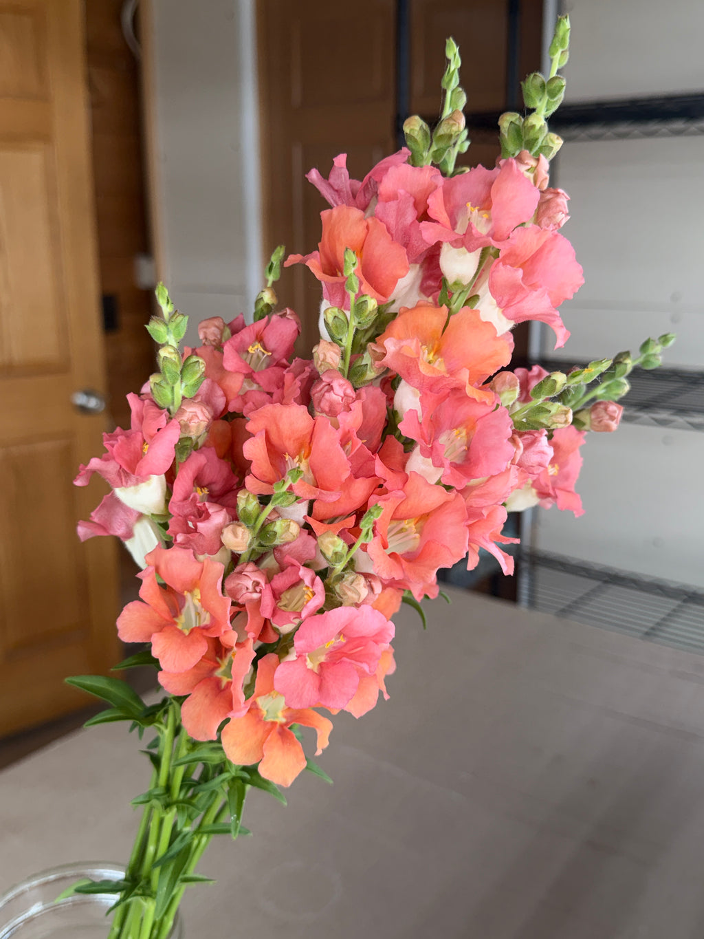 Snapdragon - Chantily Bronze