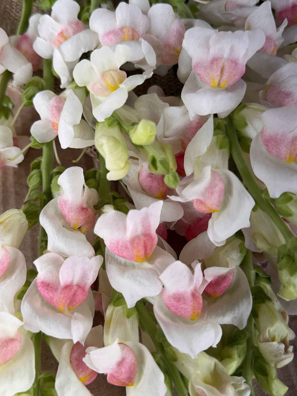 Snapdragon - Potomac Appleblossom