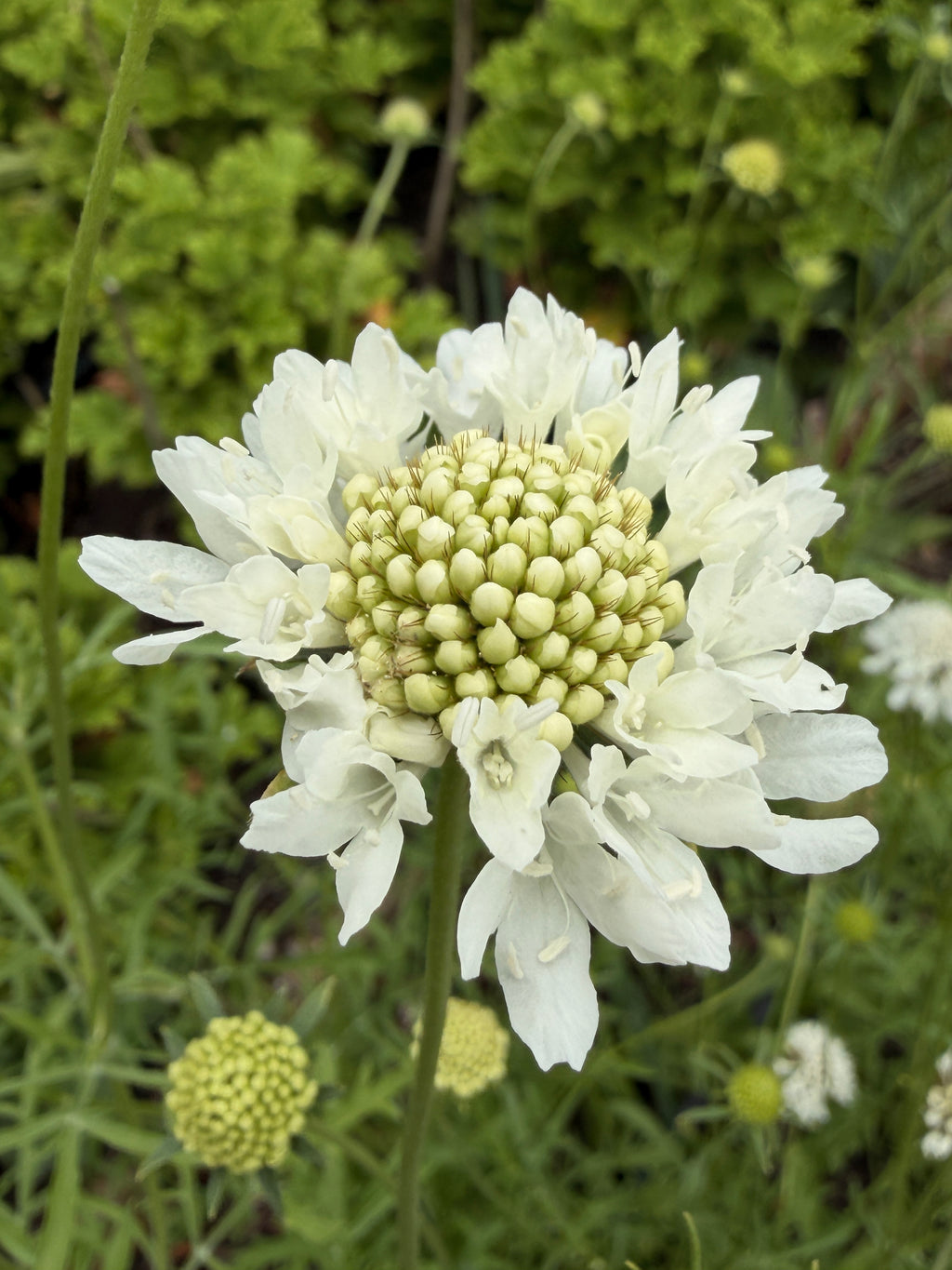 Scabiosa - White