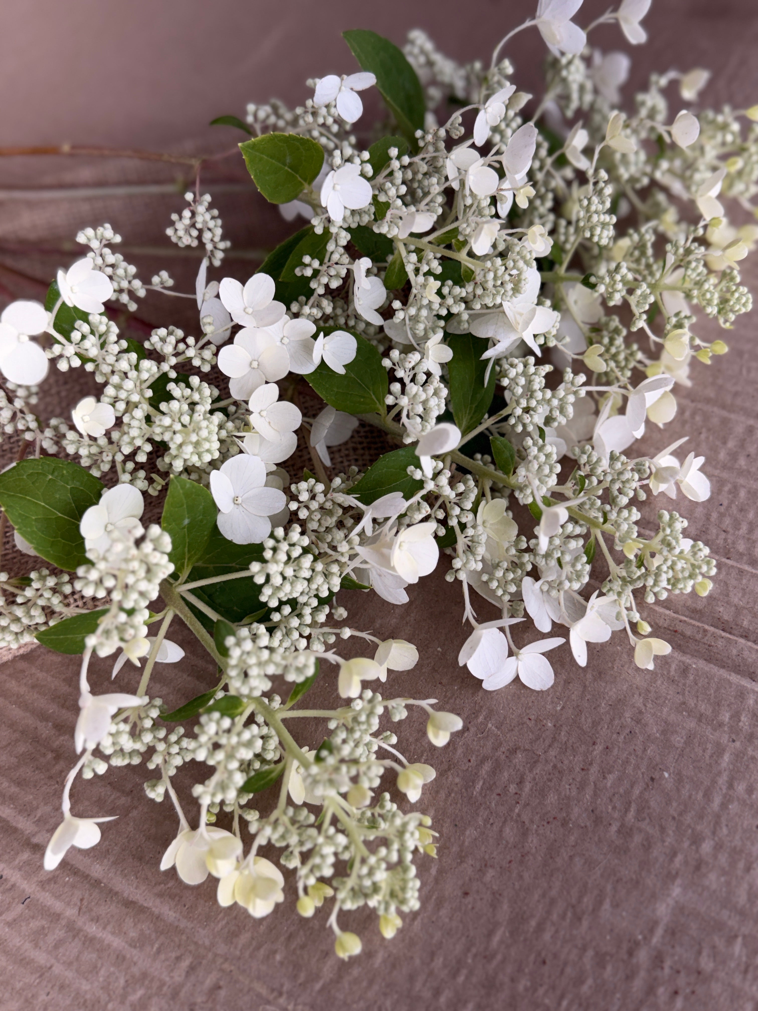 Hydrangea - White Lace