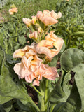 Stock - Apricot