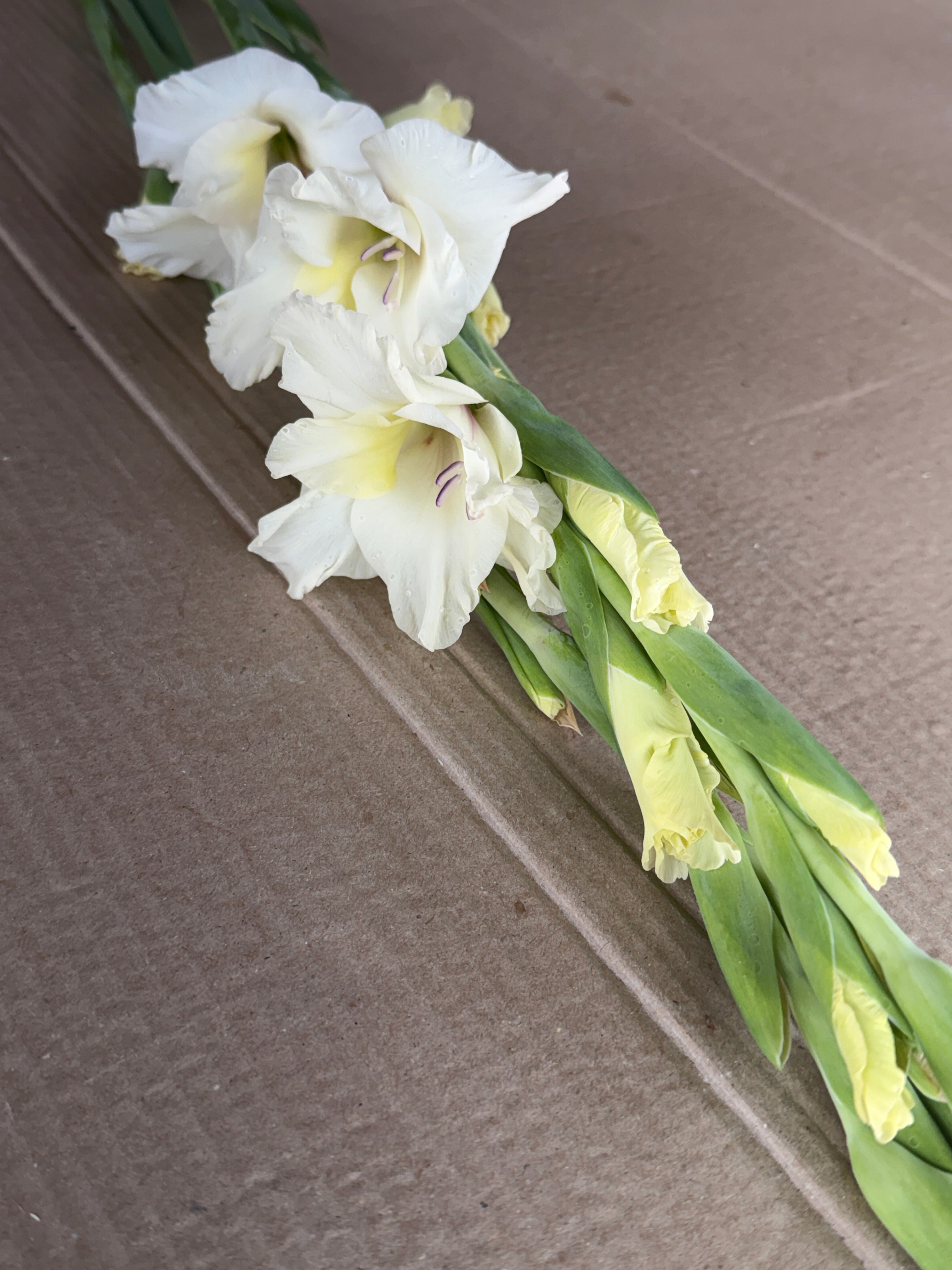 Gladiolus - Ivory Priscilla