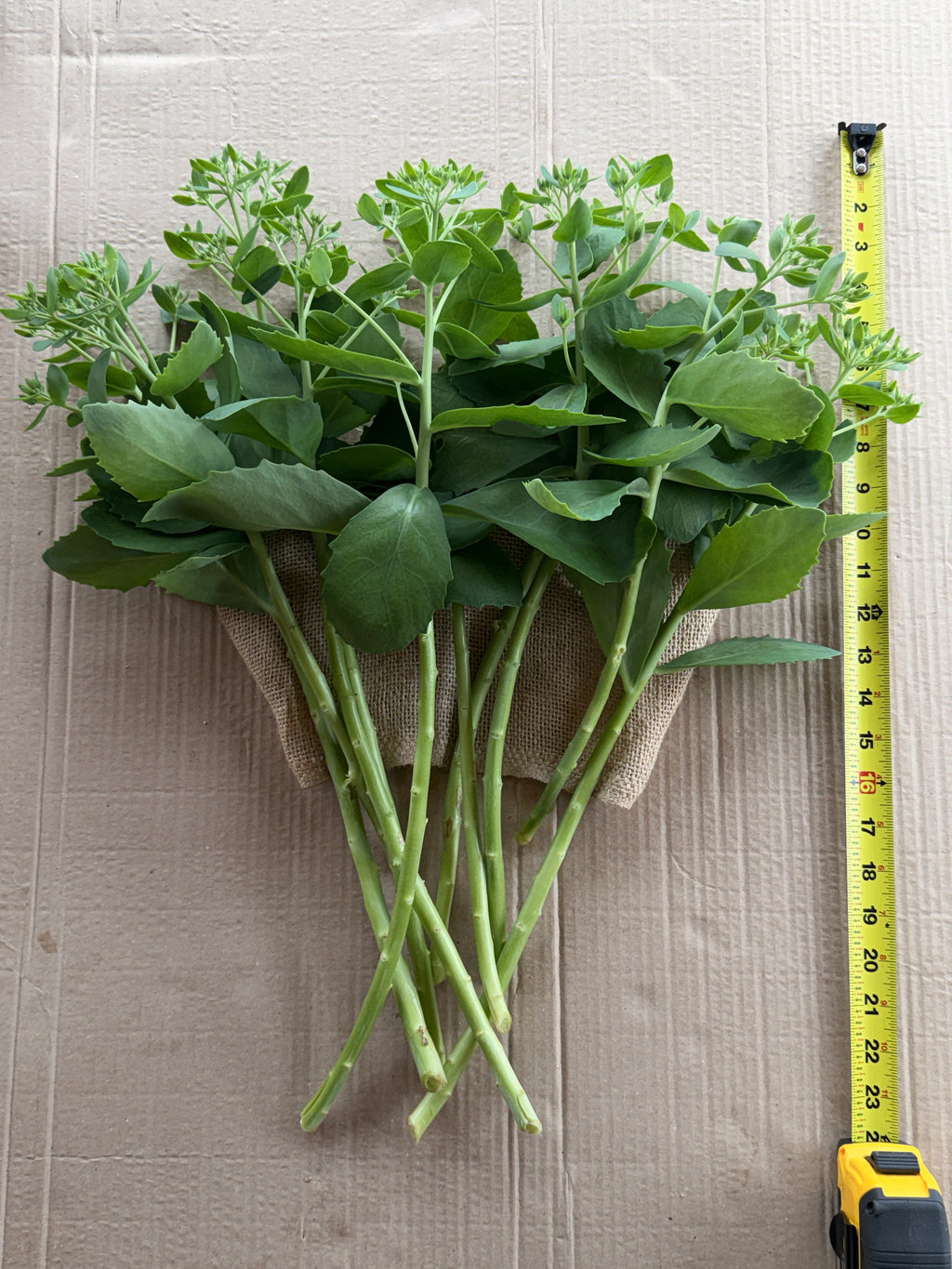 Sedum - Budded