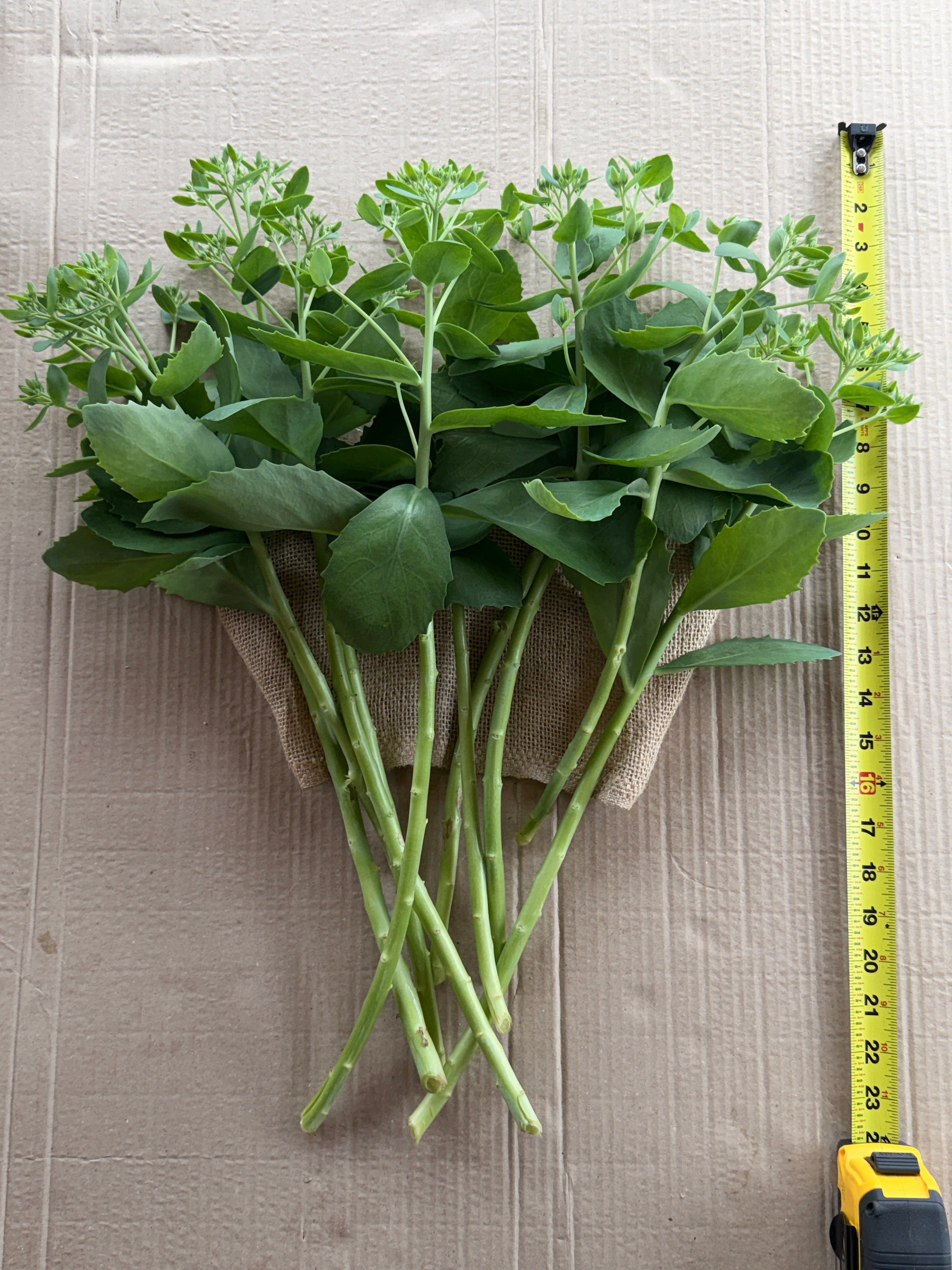 Sedum - Budded