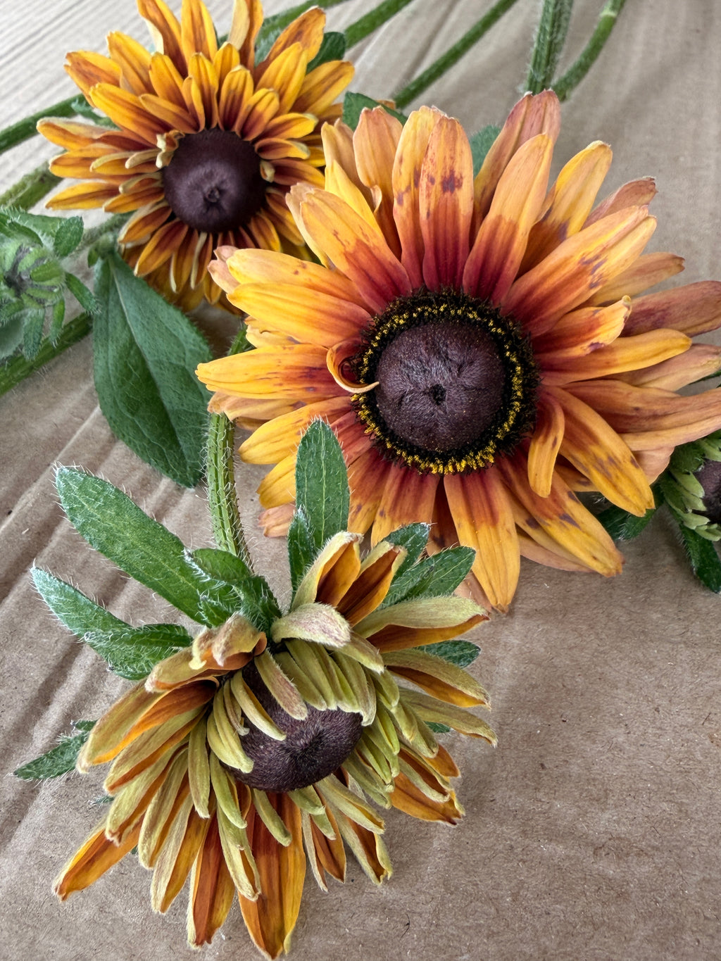 Rudbeckia - Sahara
