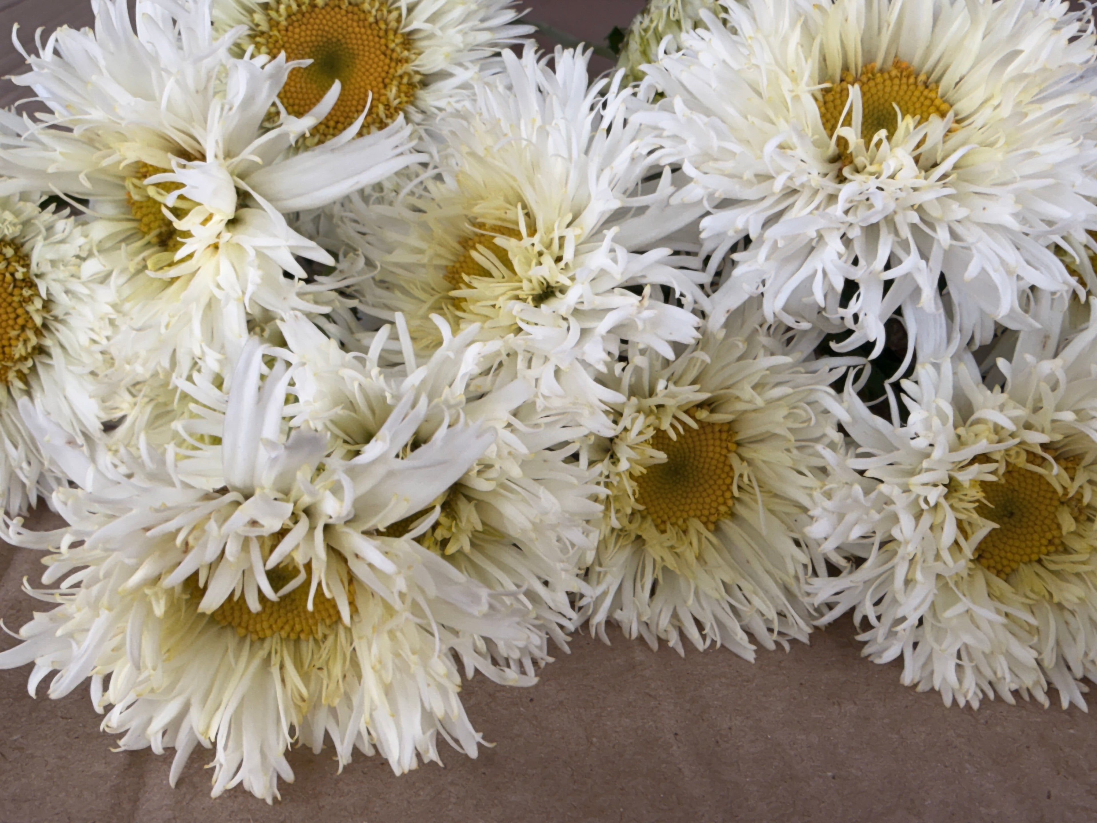Daisy - Tall Double White