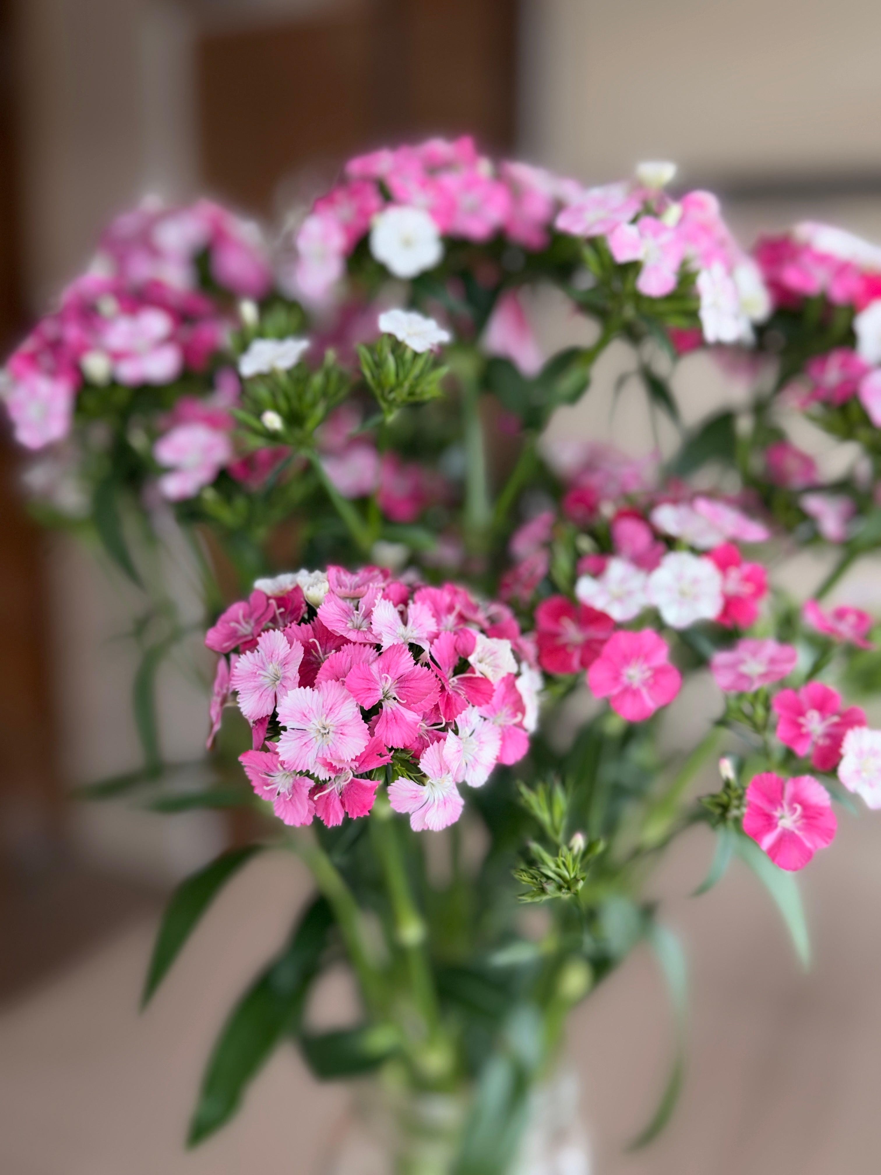Dianthus - Pink & White
