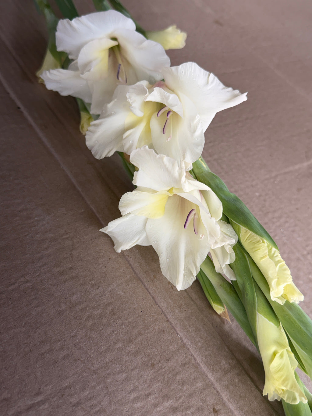 Gladiolus - Ivory Priscilla