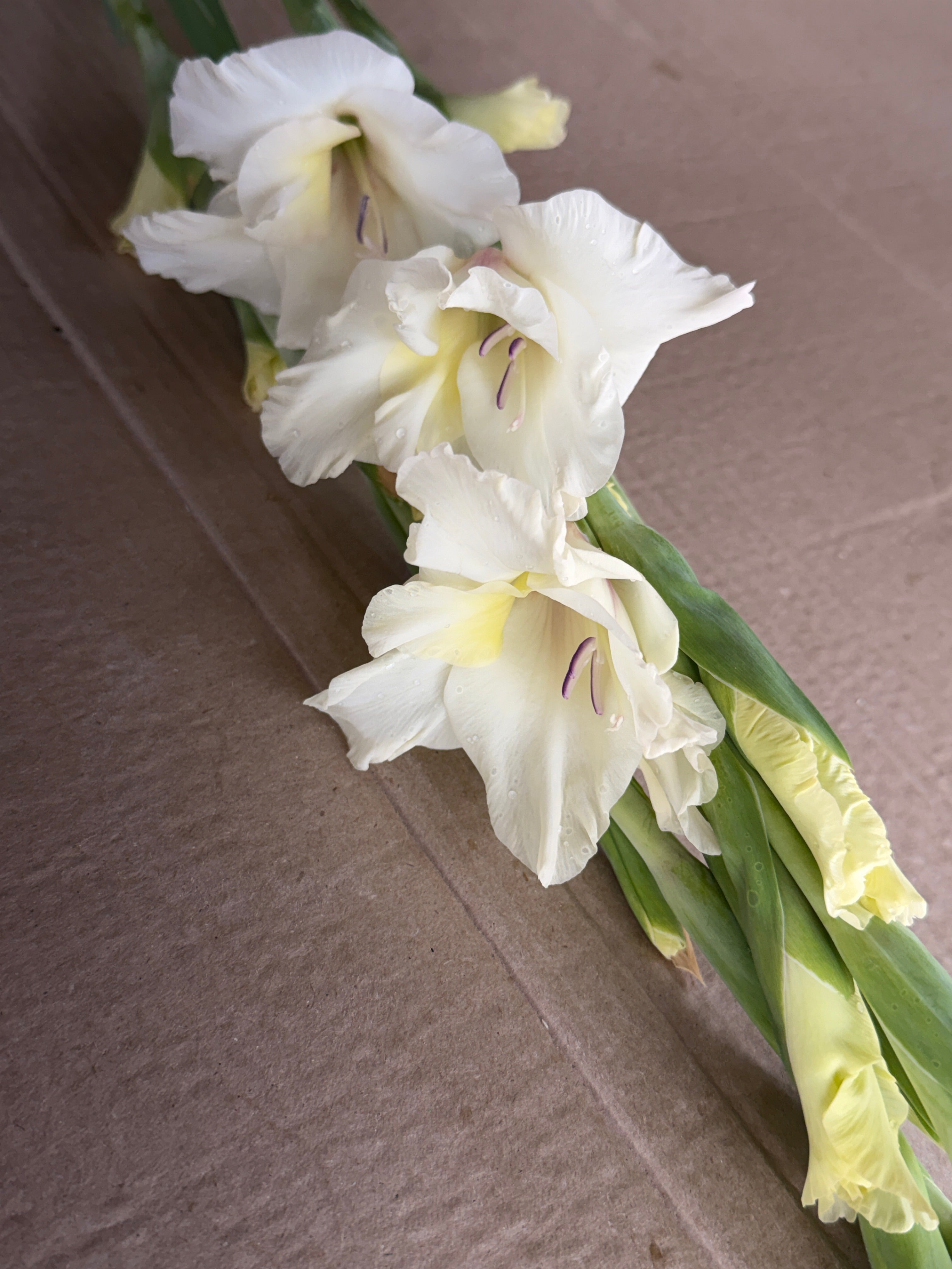 Gladiolus - Ivory Priscilla