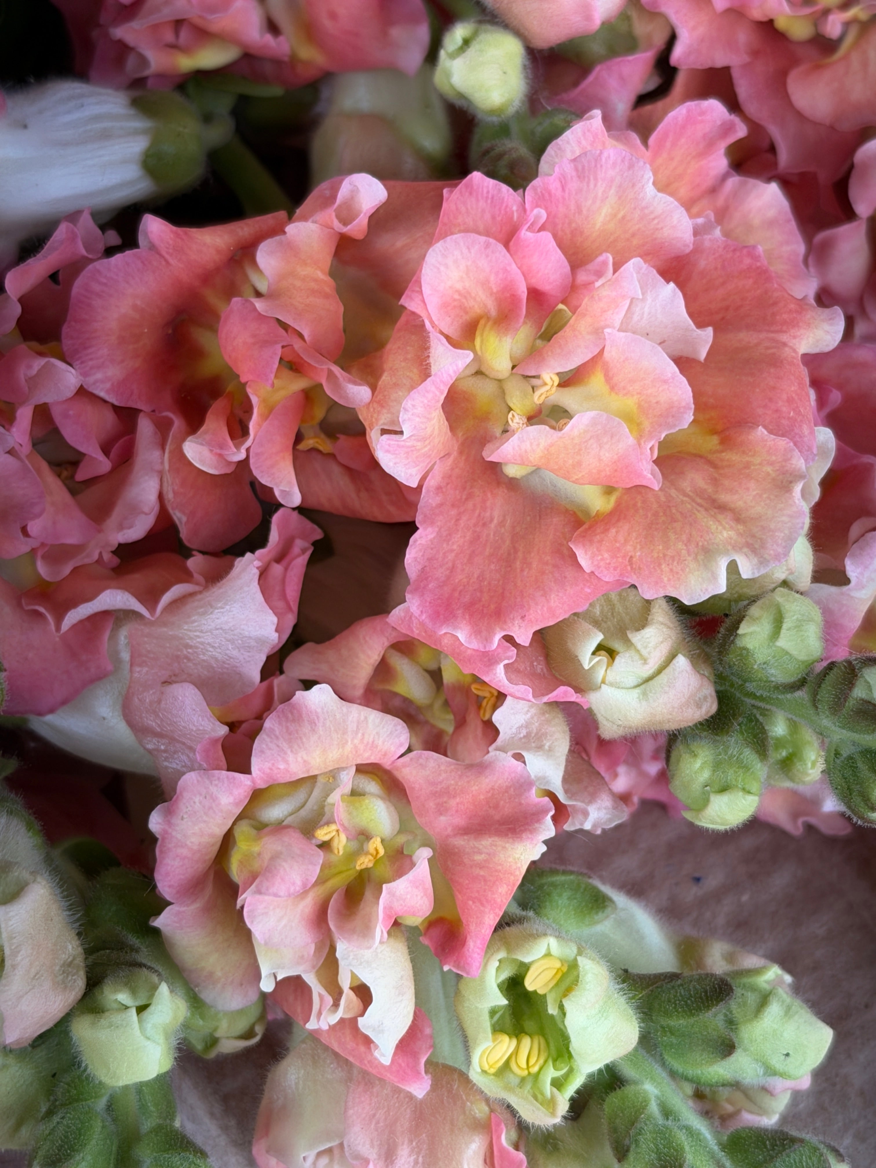 Snapdragon - Butterfly Bronze and White