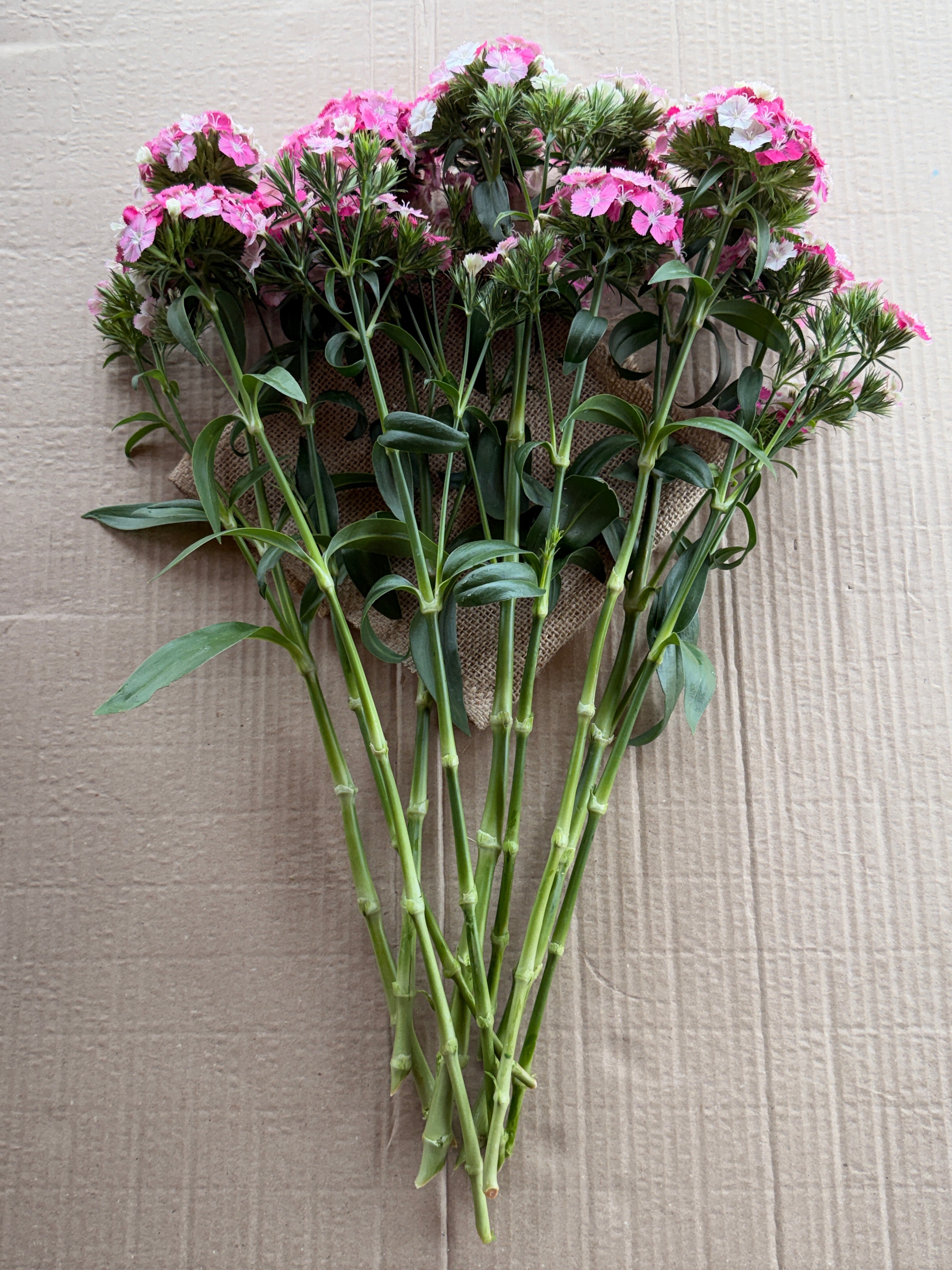 Dianthus - Pink & White
