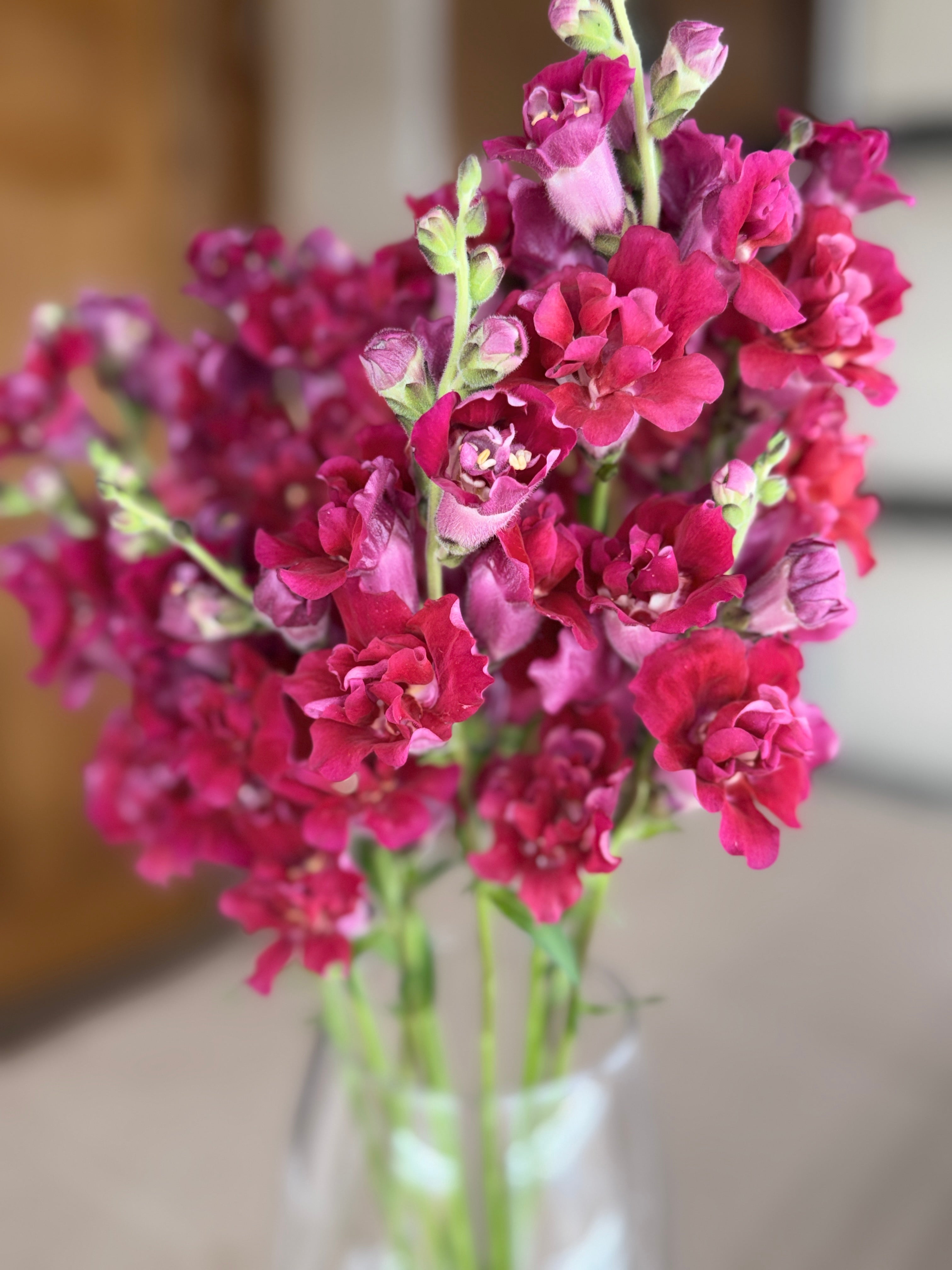 Snapdragon - Butterfly Red