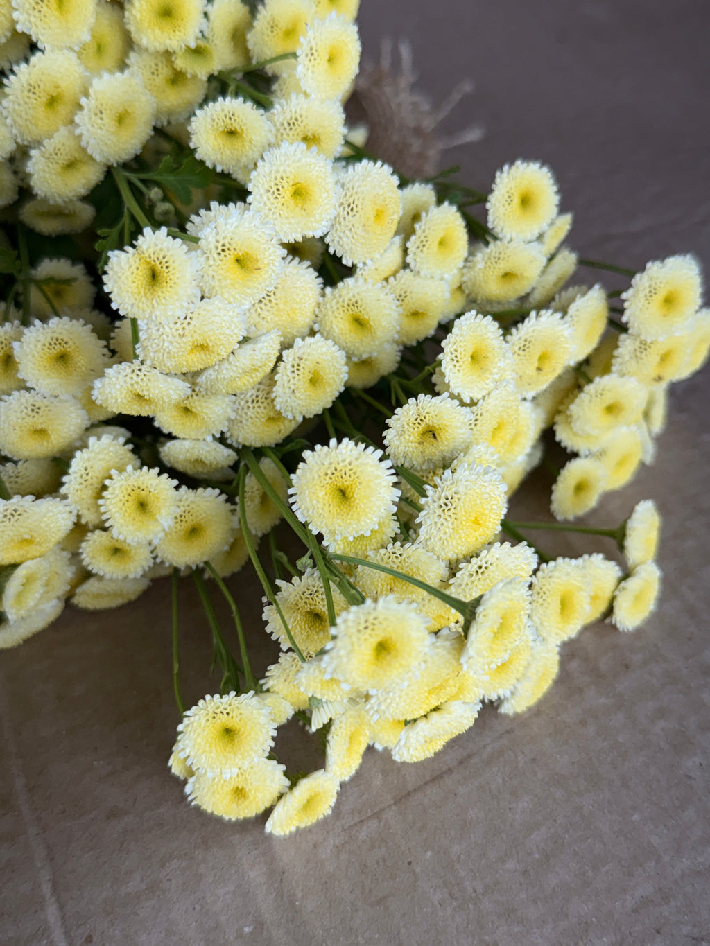 Feverfew - Magic Lime Green