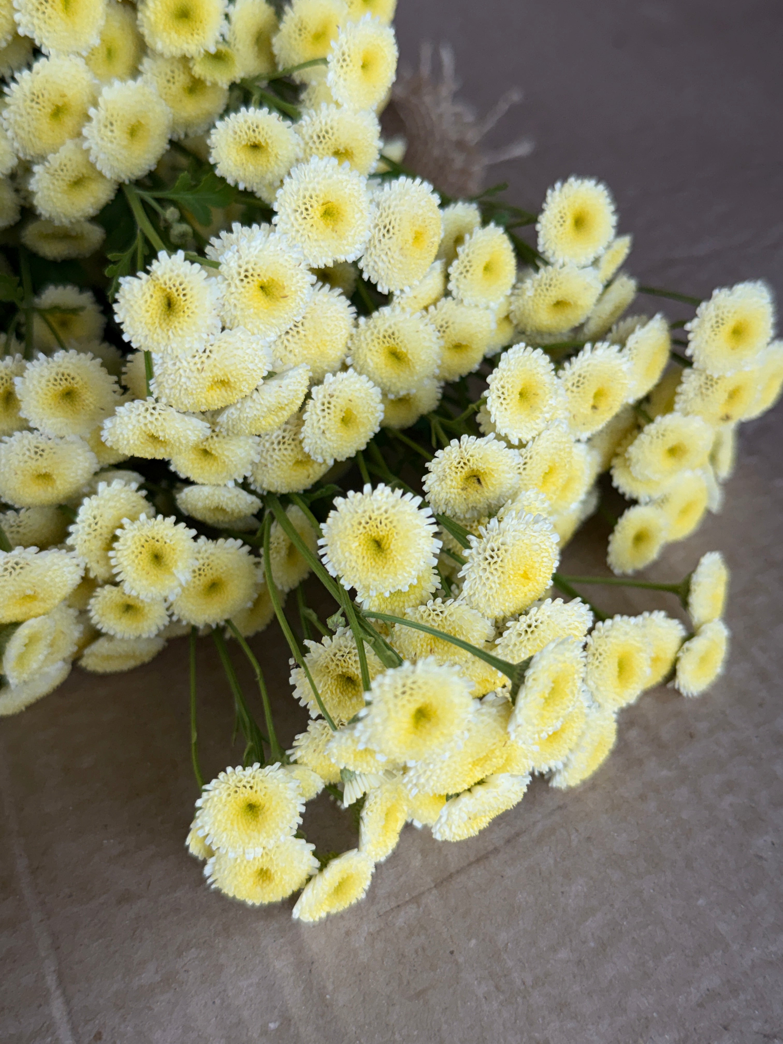 Feverfew - Magic Lime Green