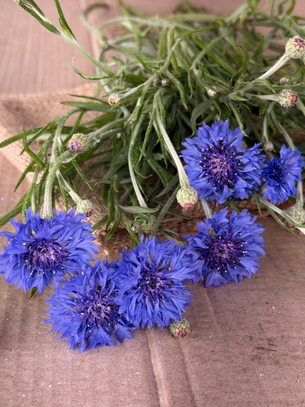 Bachelor’s Button - Blue