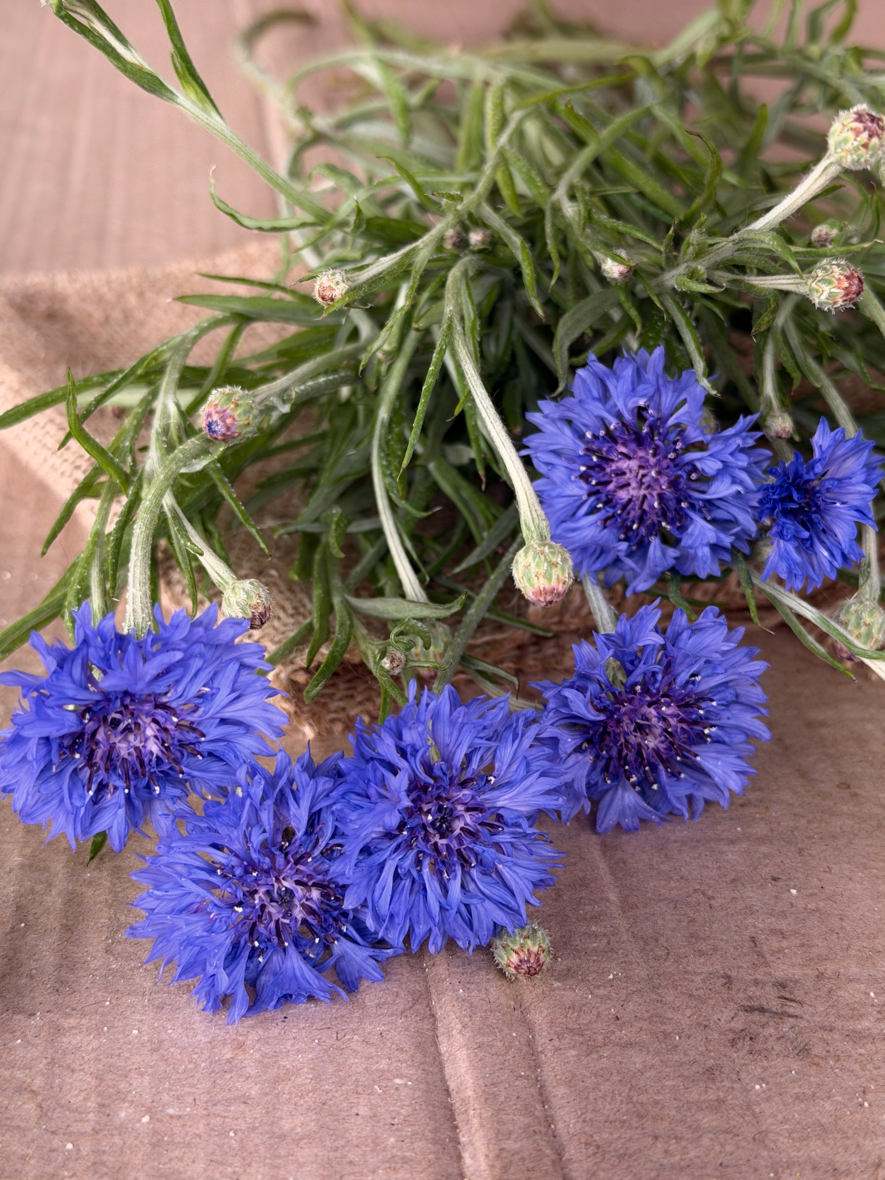 Bachelor’s Button - Blue
