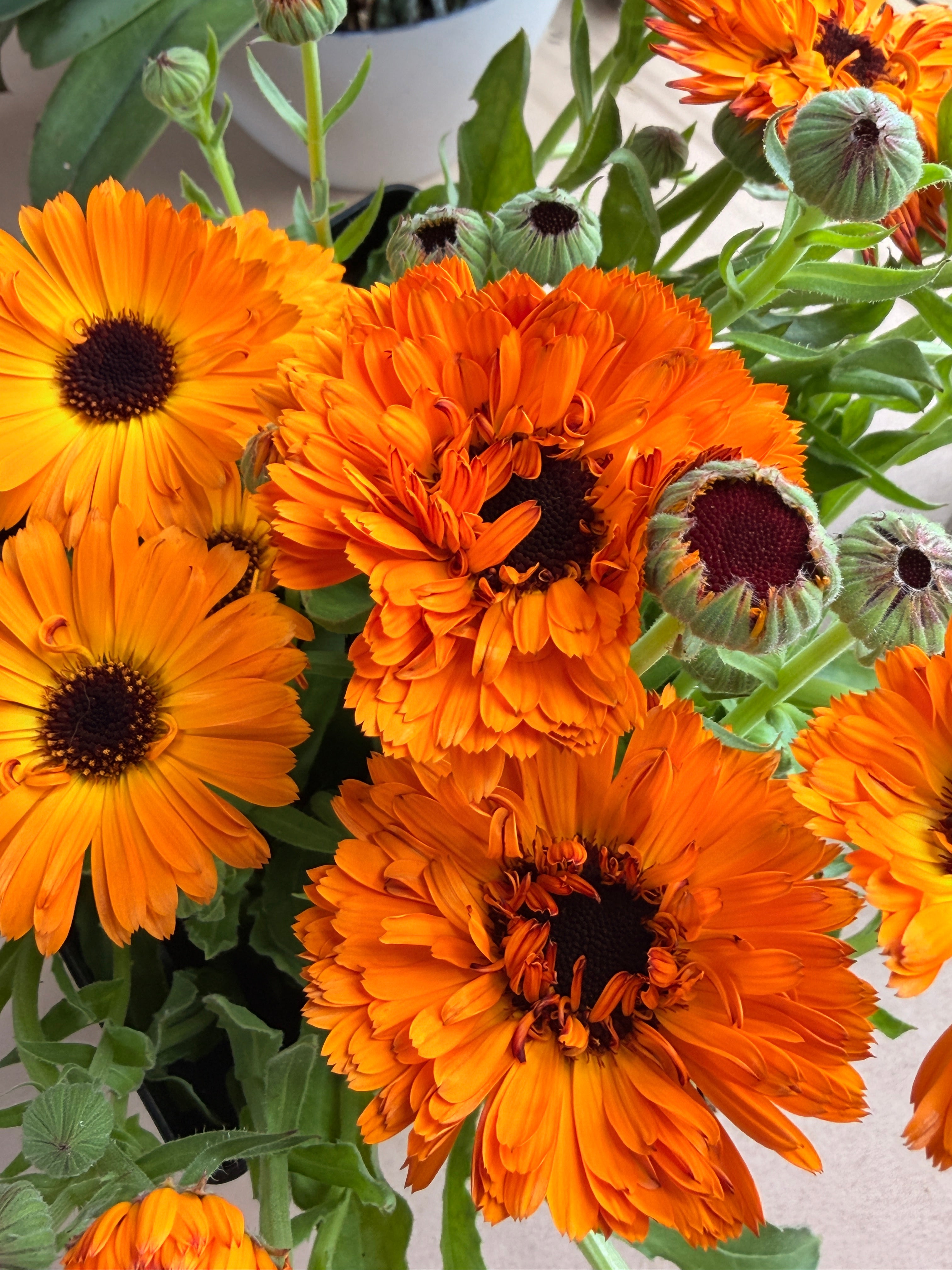 Calendula - Bronze/Orange