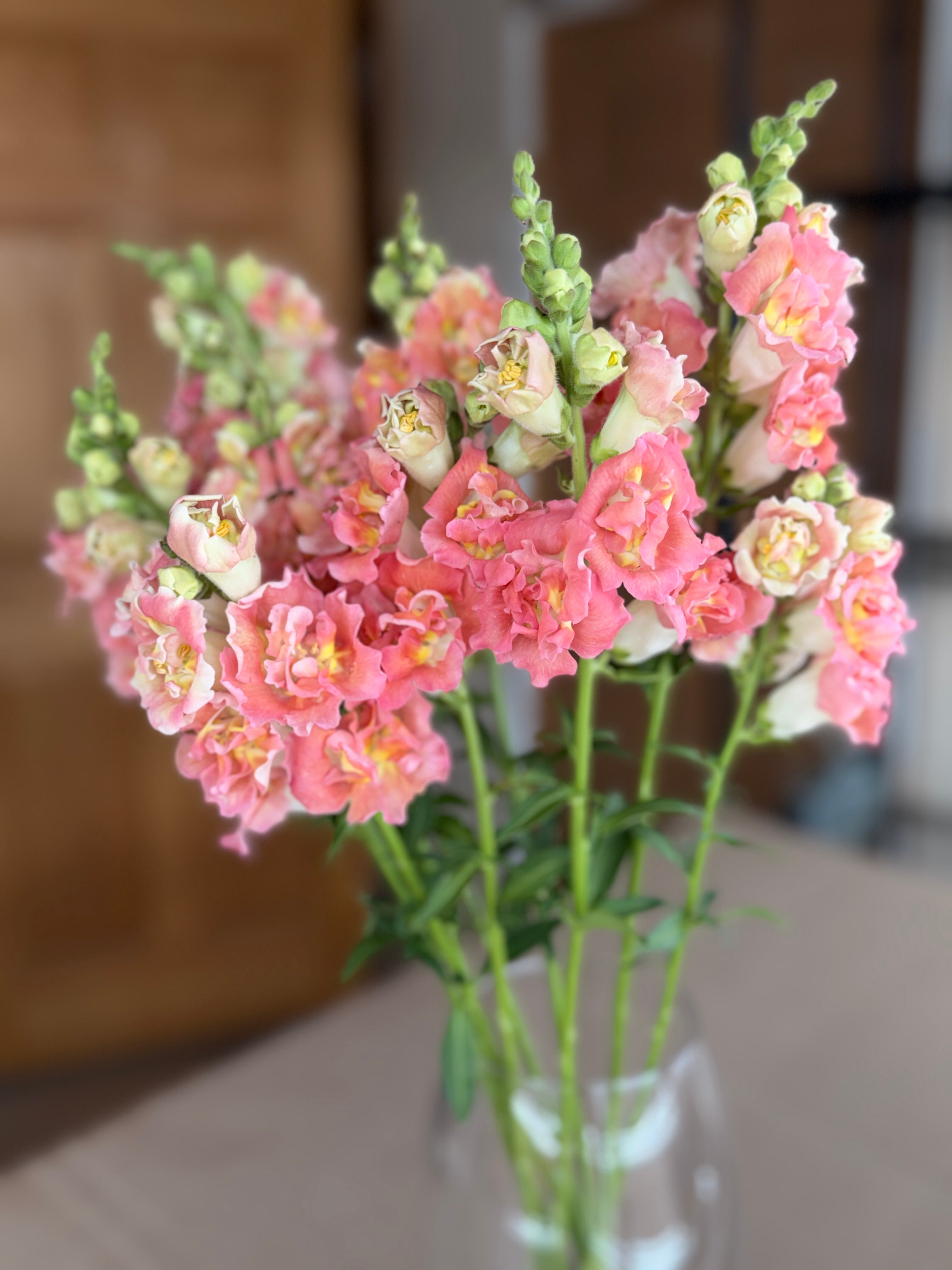 Snapdragon - Butterfly Bronze and White