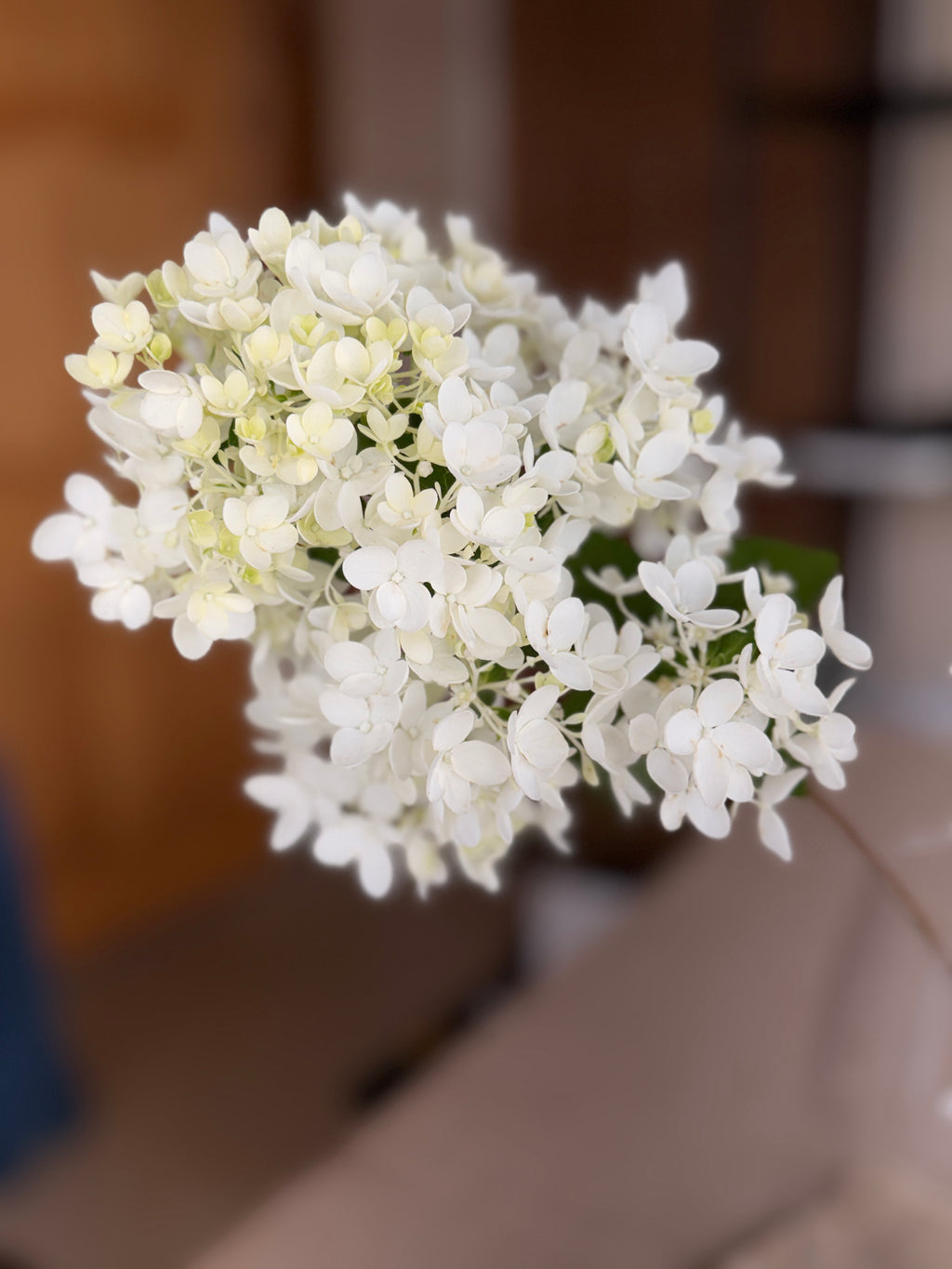 Hydrangea - Small Panicle