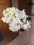 Hydrangea - Small Panicle