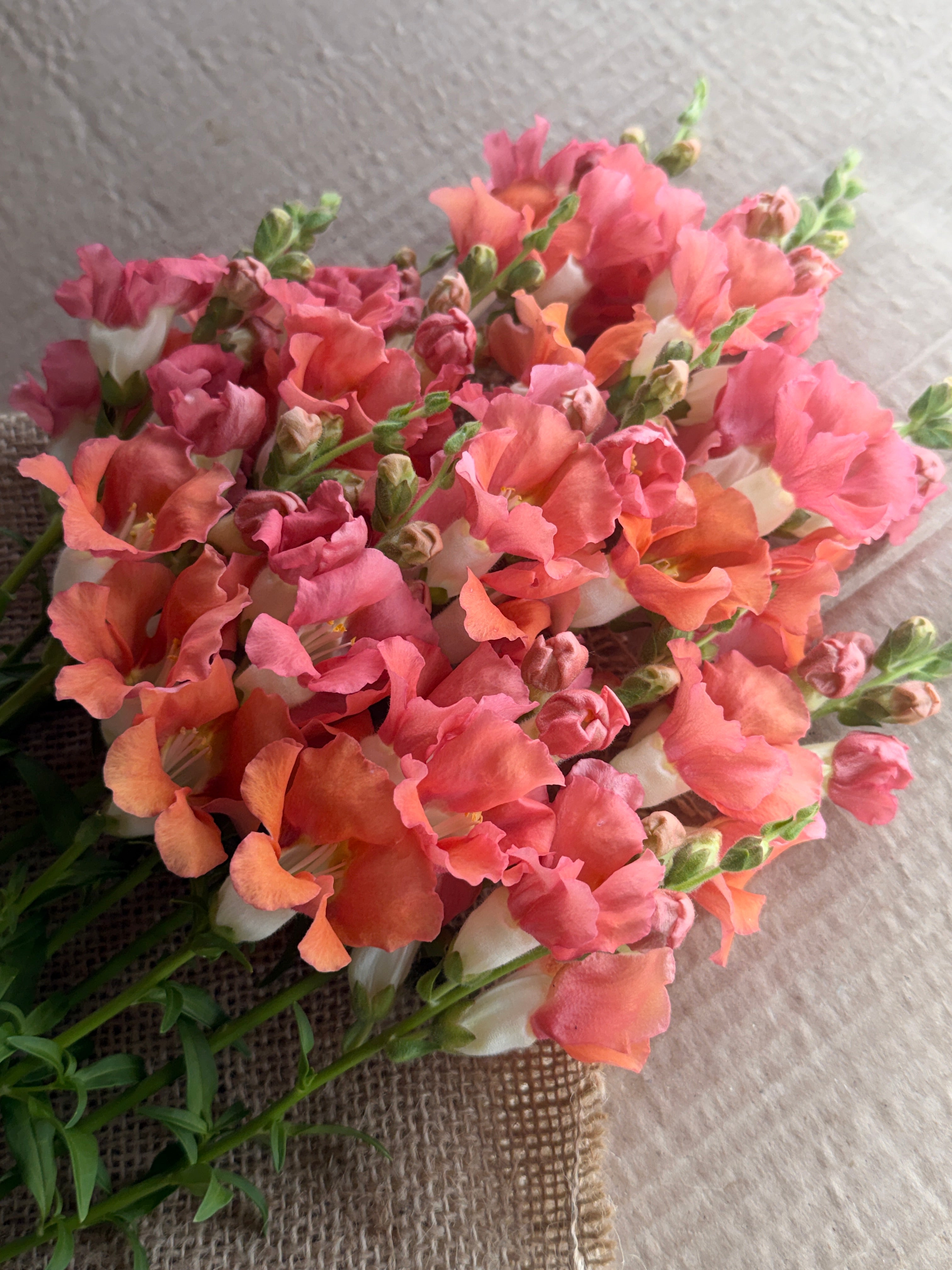 Snapdragon - Chantily Bronze