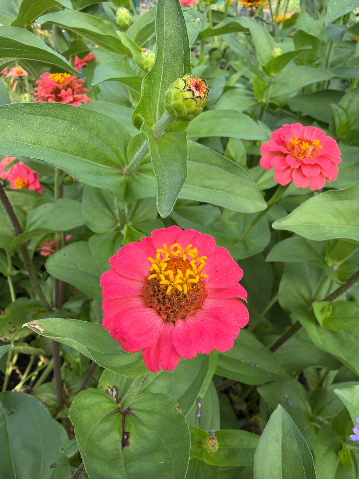 Zinnia - Mini Salmon Pink