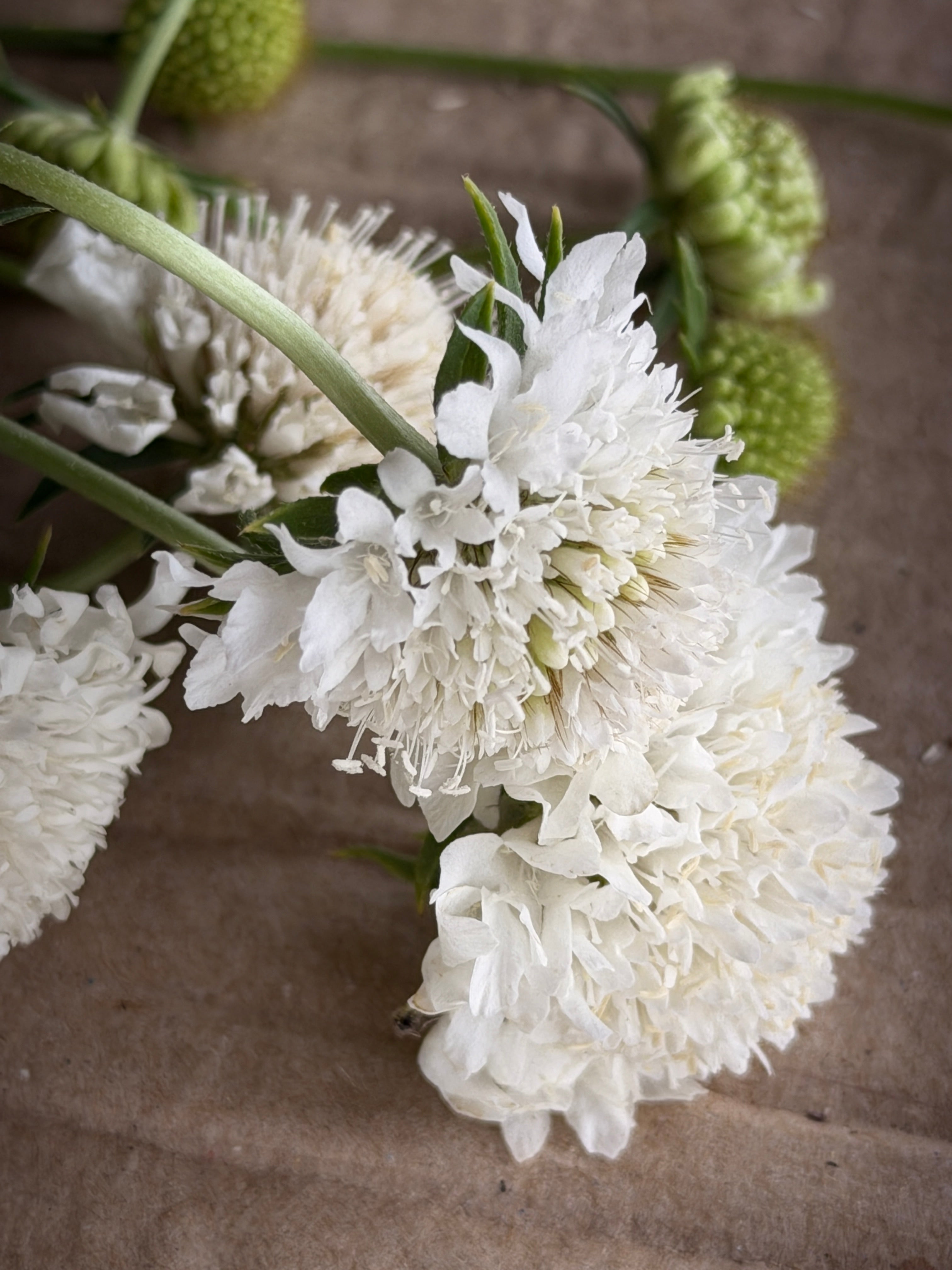 Scabiosa - White
