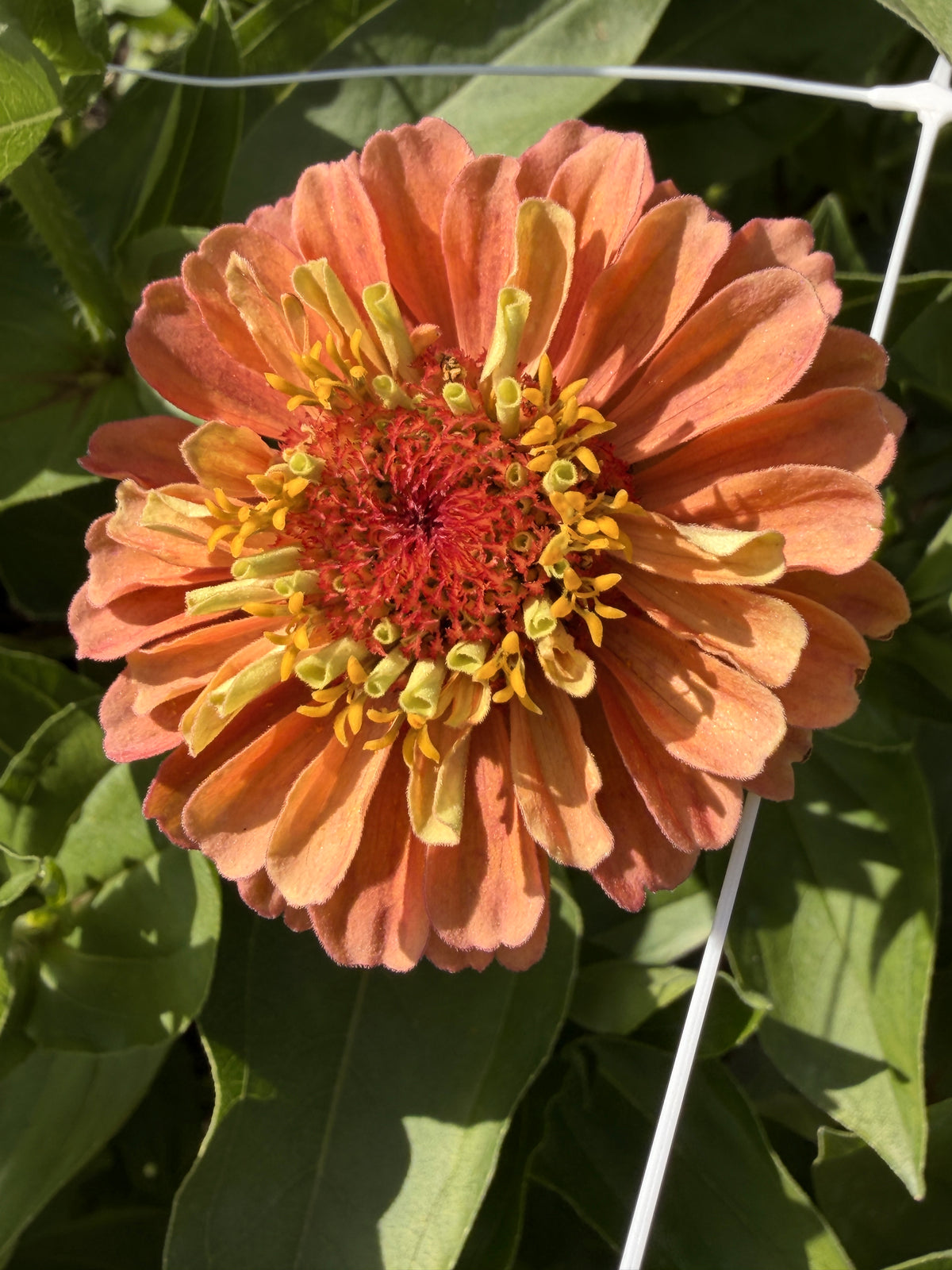 Zinnia - Queen Lime Orange