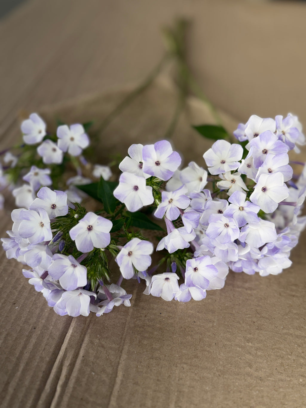 Phlox - White with Blue