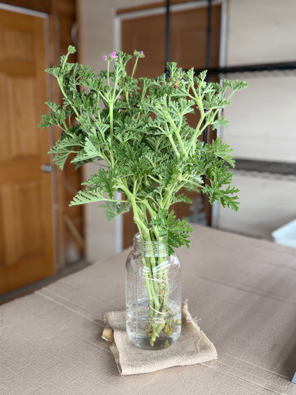 Scented Geranium - True Rose