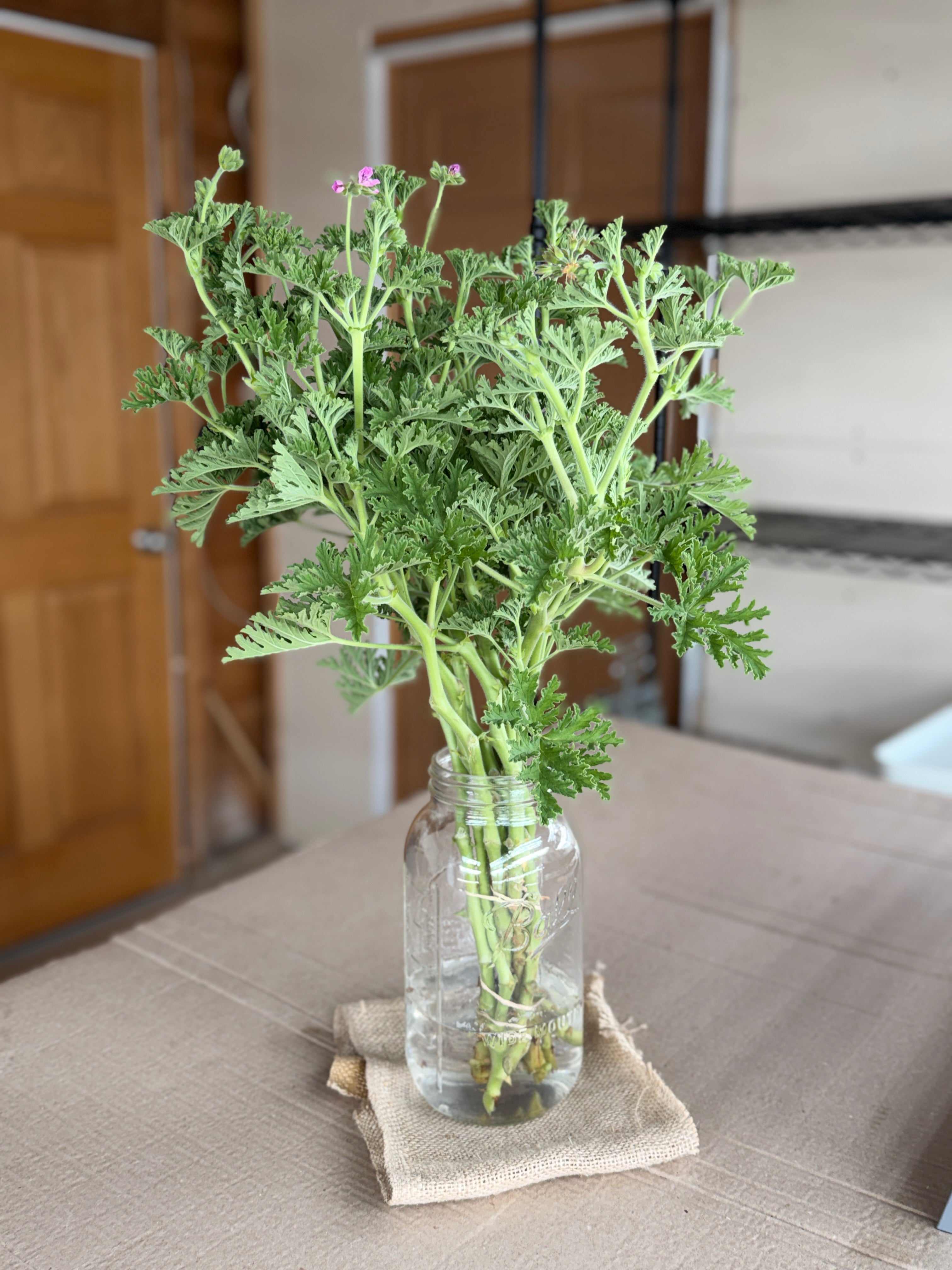 Scented Geranium - True Rose
