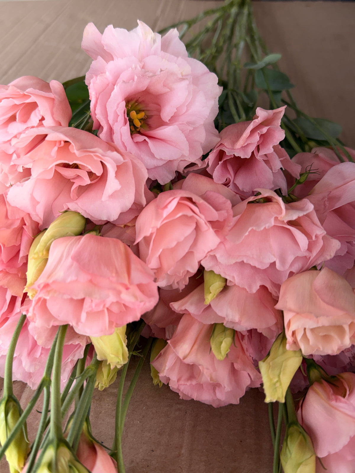 Lisianthus - Peach