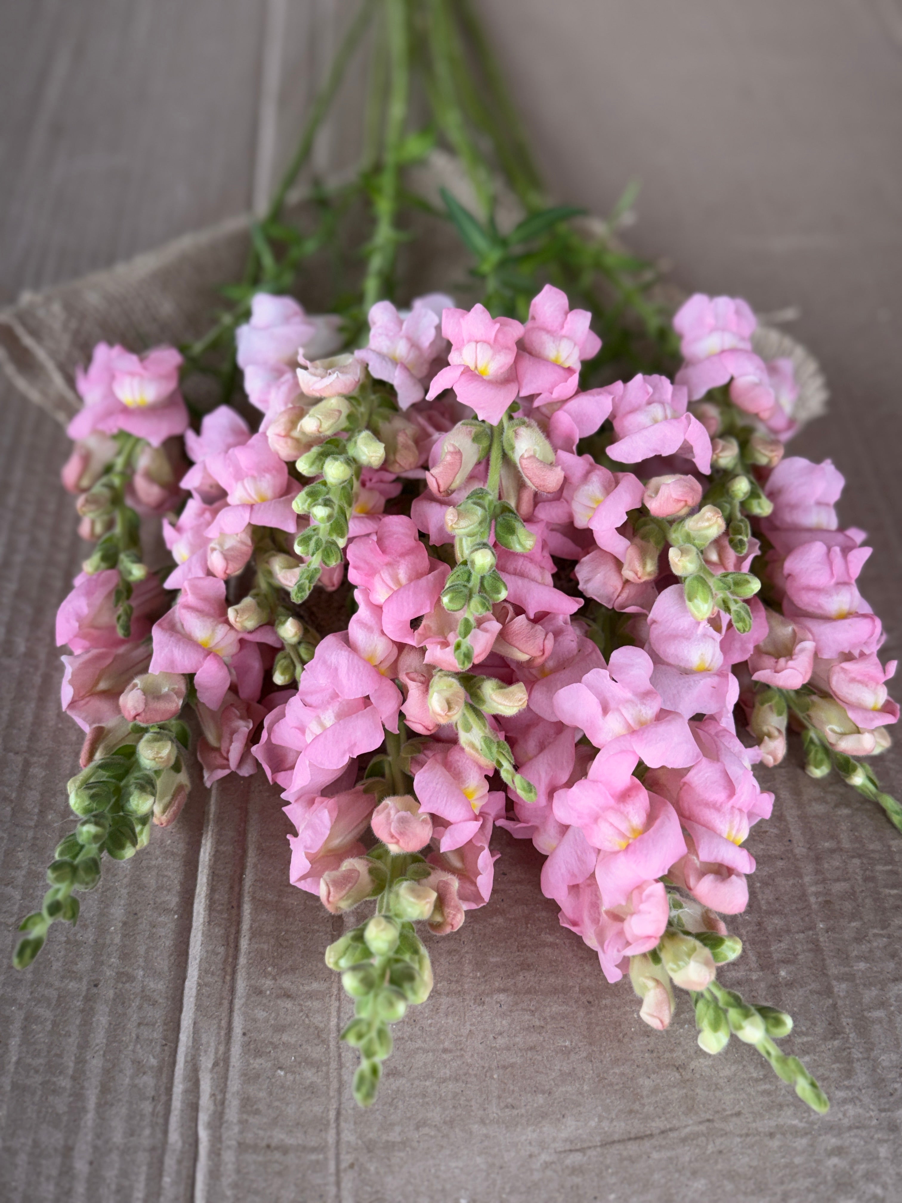 Snapdragon - Avignon Light Rose