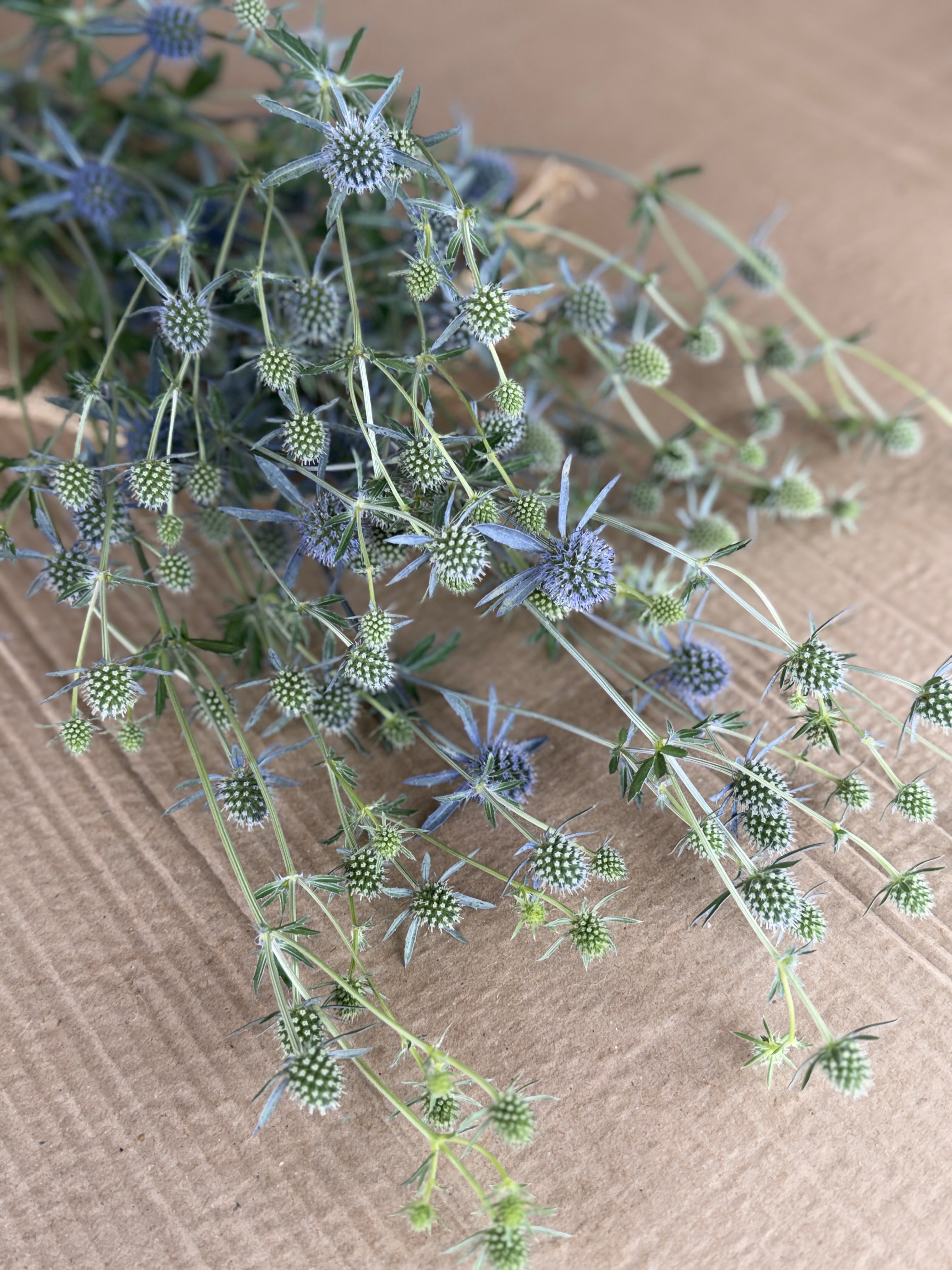 Eryngium - Blue