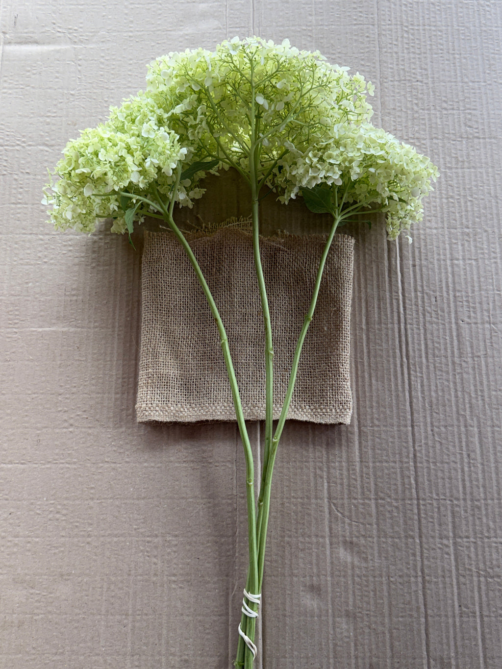 Hydrangea - Large White