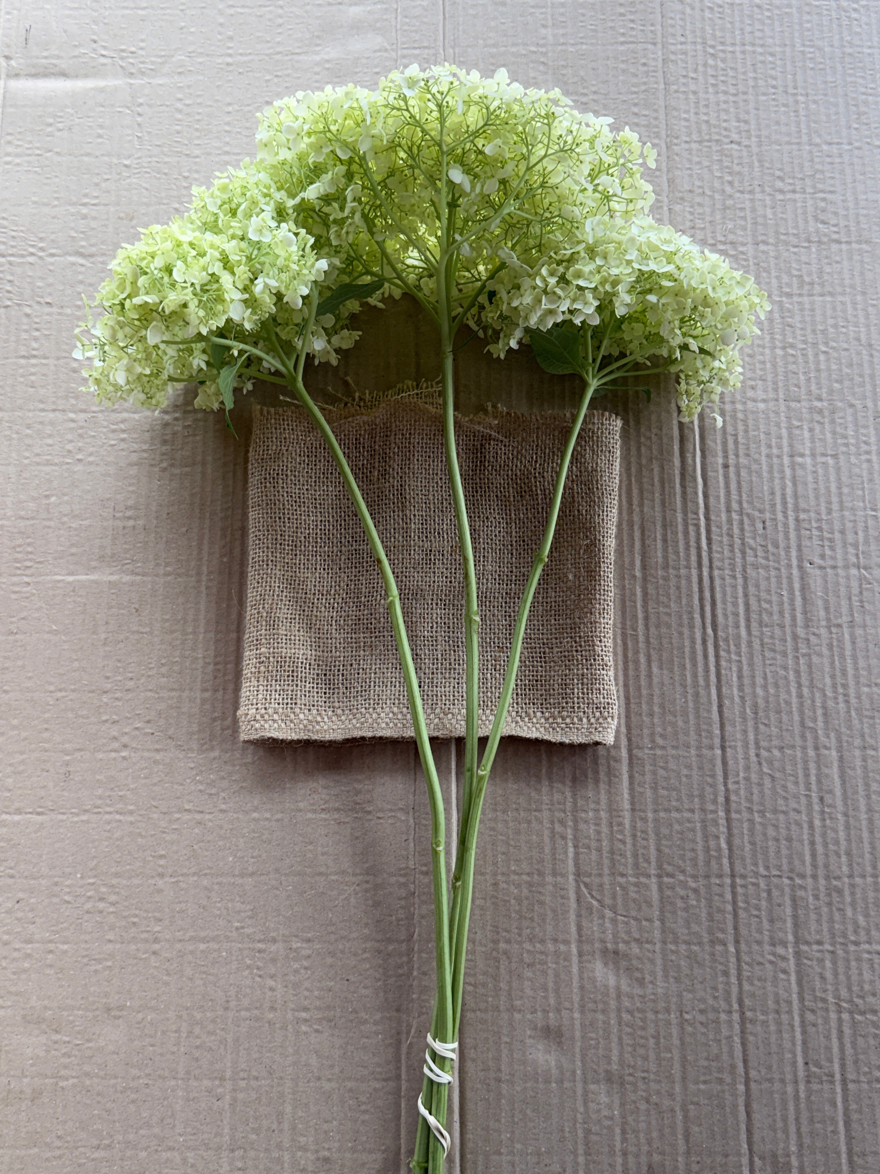 Hydrangea - Large White