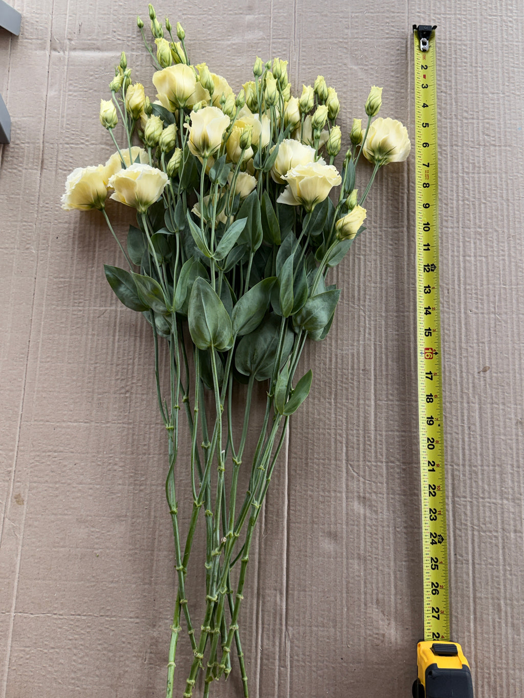 Lisianthus - Primrose
