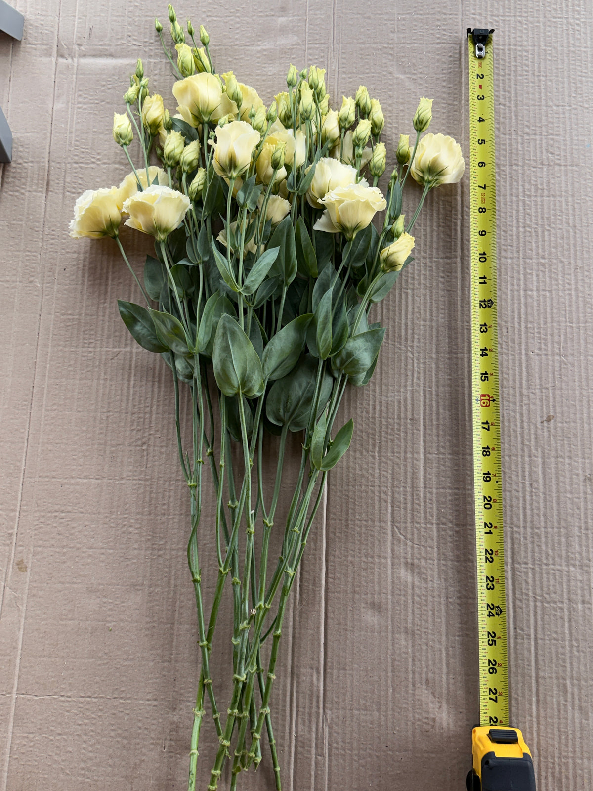 Lisianthus - Primrose